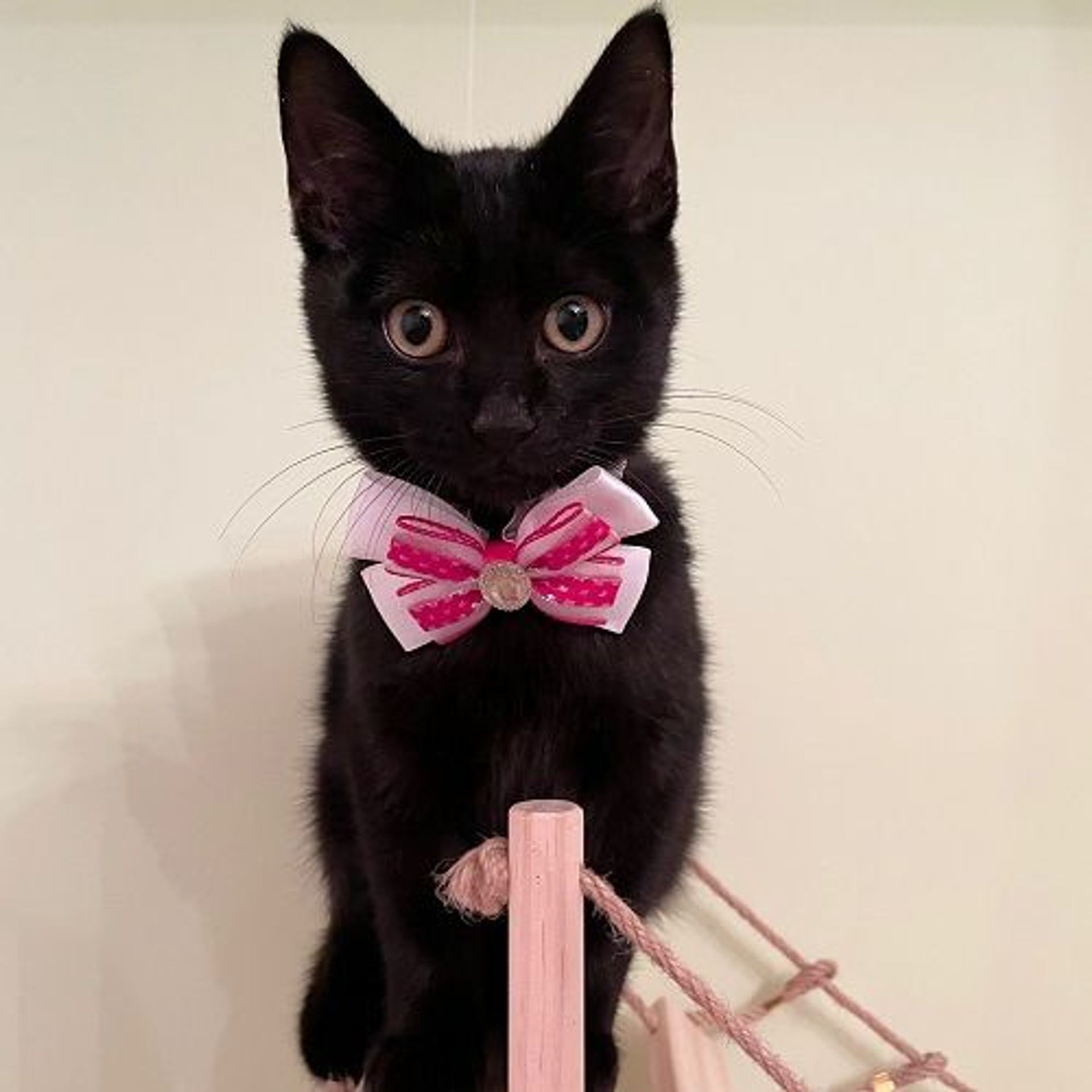 雑種（ミックス猫）・オスの里親募集の写真