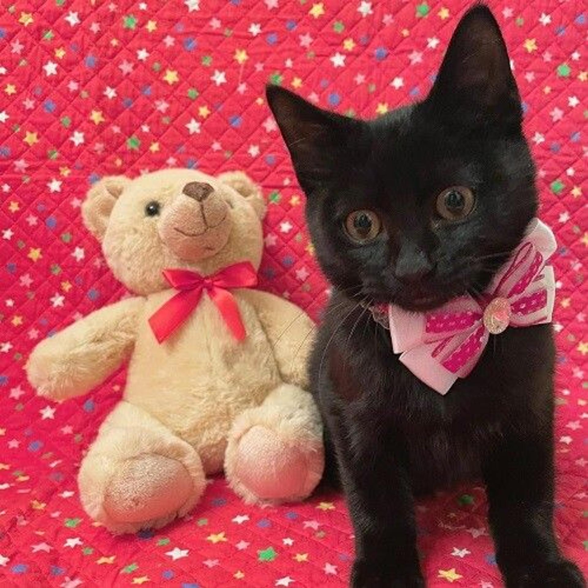 pet-image-3