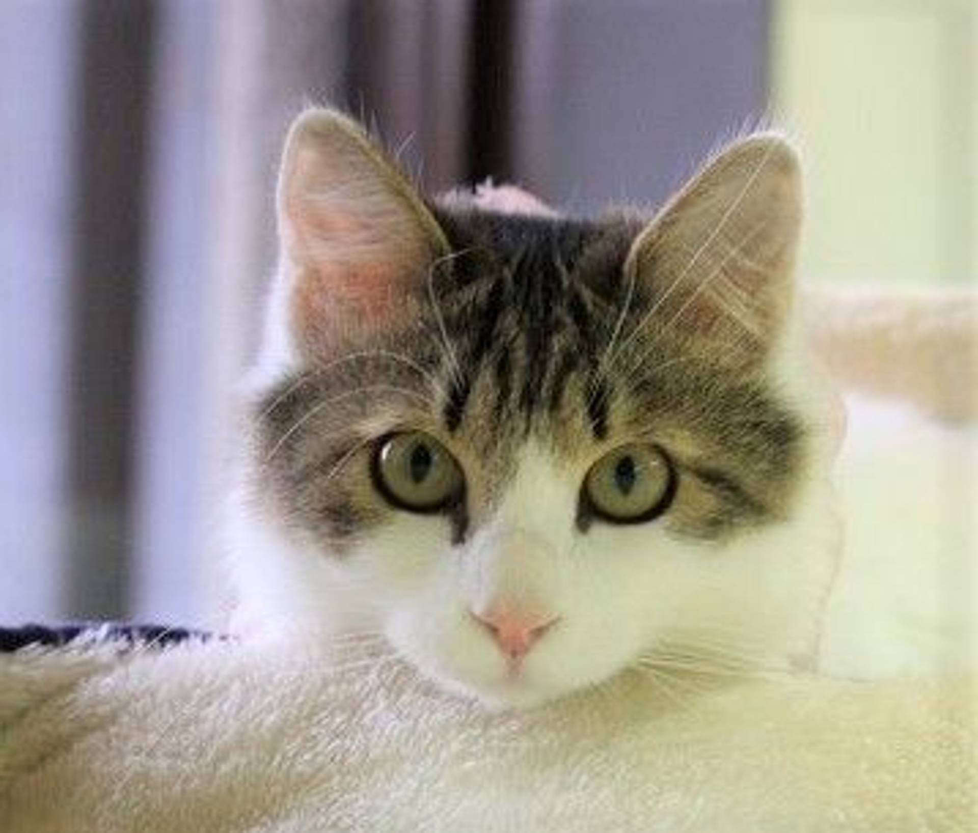 雑種（ミックス猫）・メスの里親募集の写真