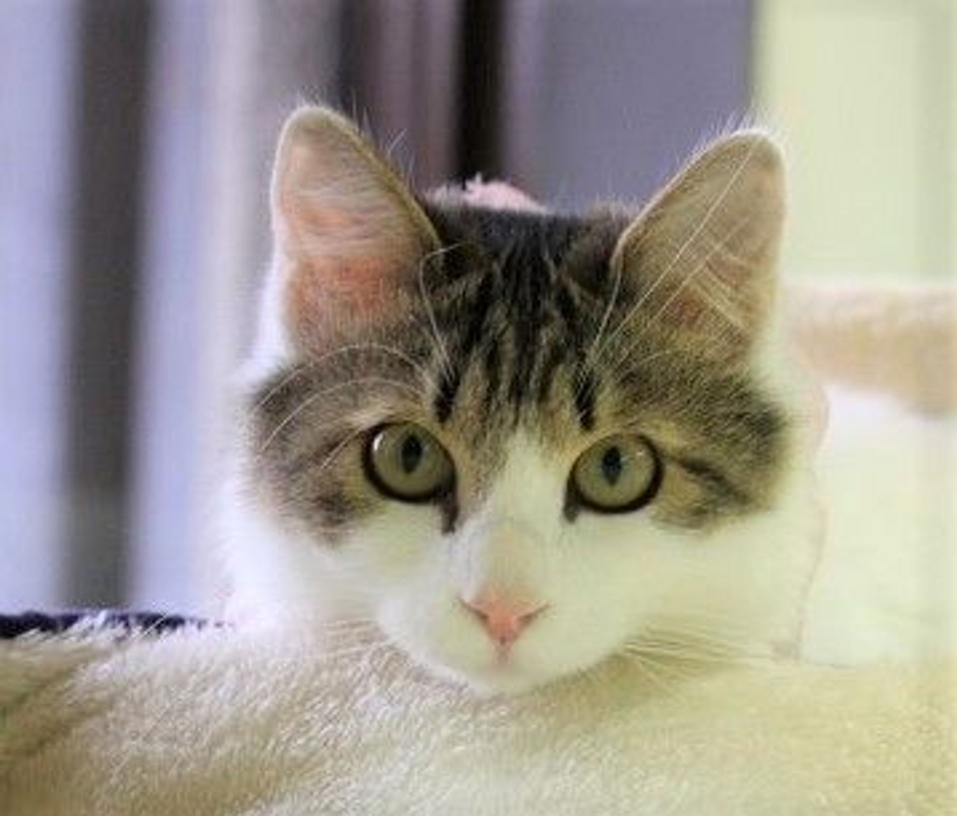 雑種（ミックス猫）・メスの里親募集の写真