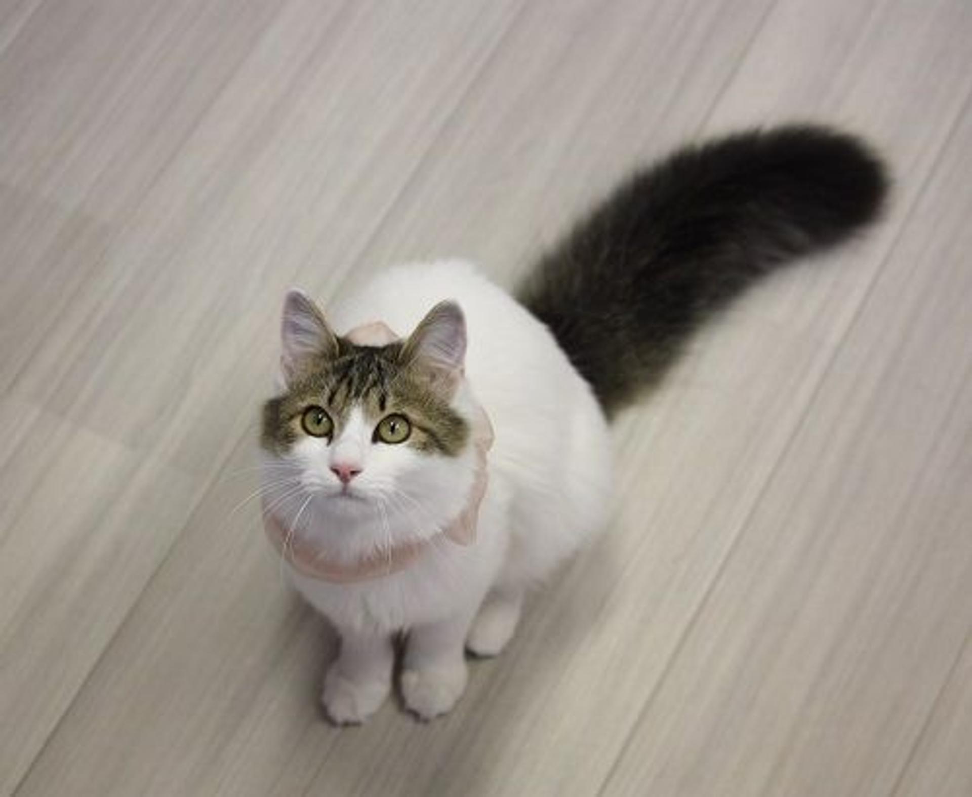 pet-image-2