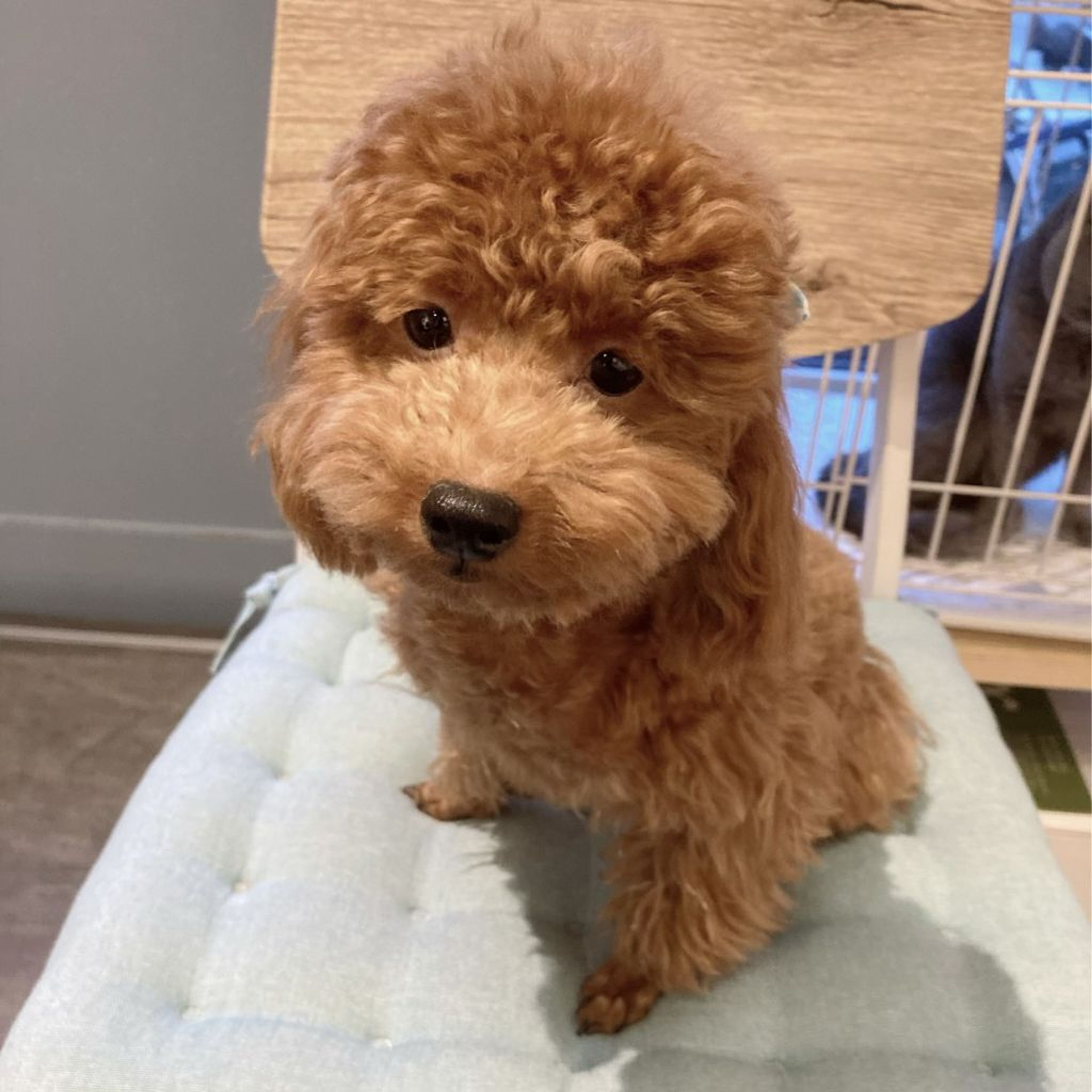 pet-image-2