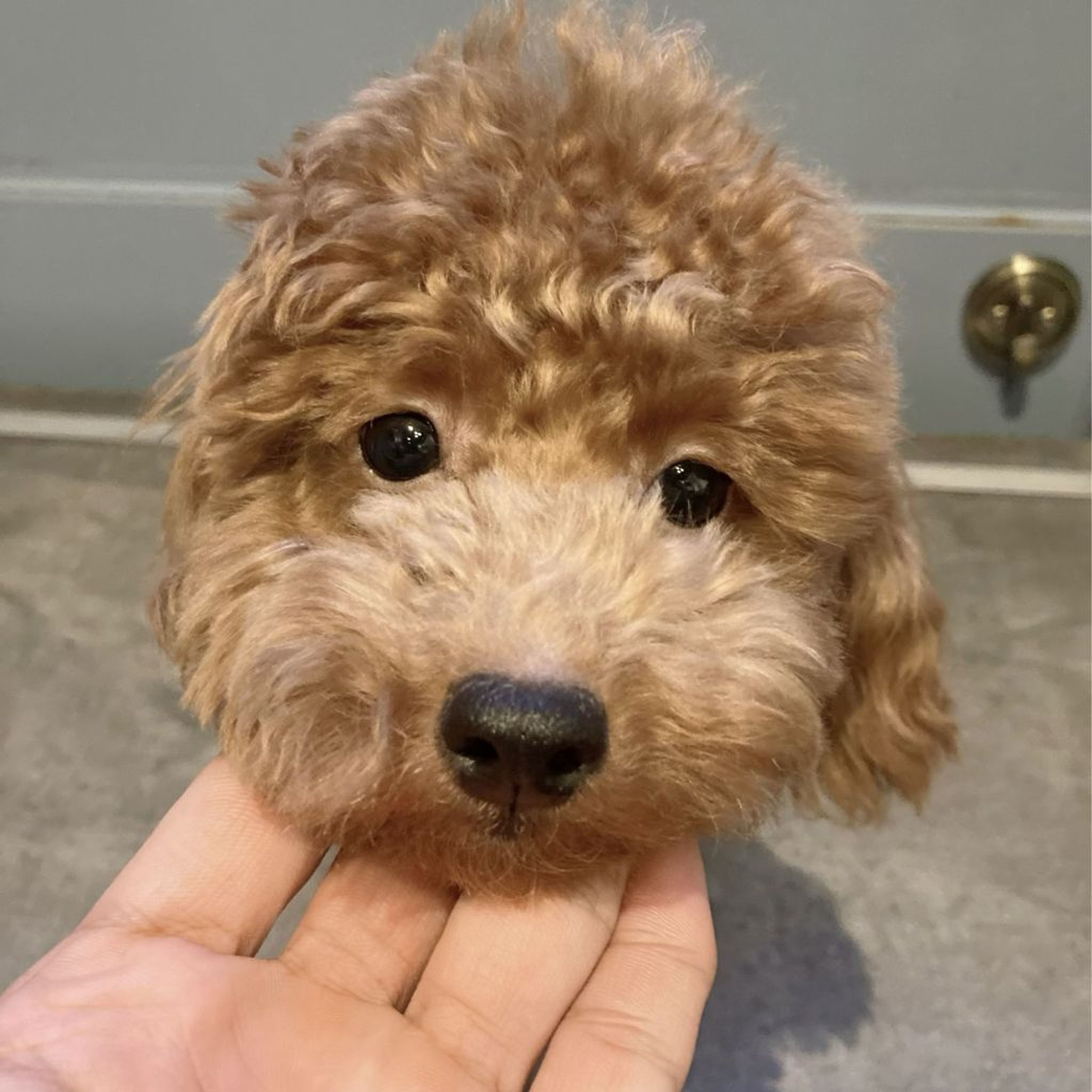 pet-image-3
