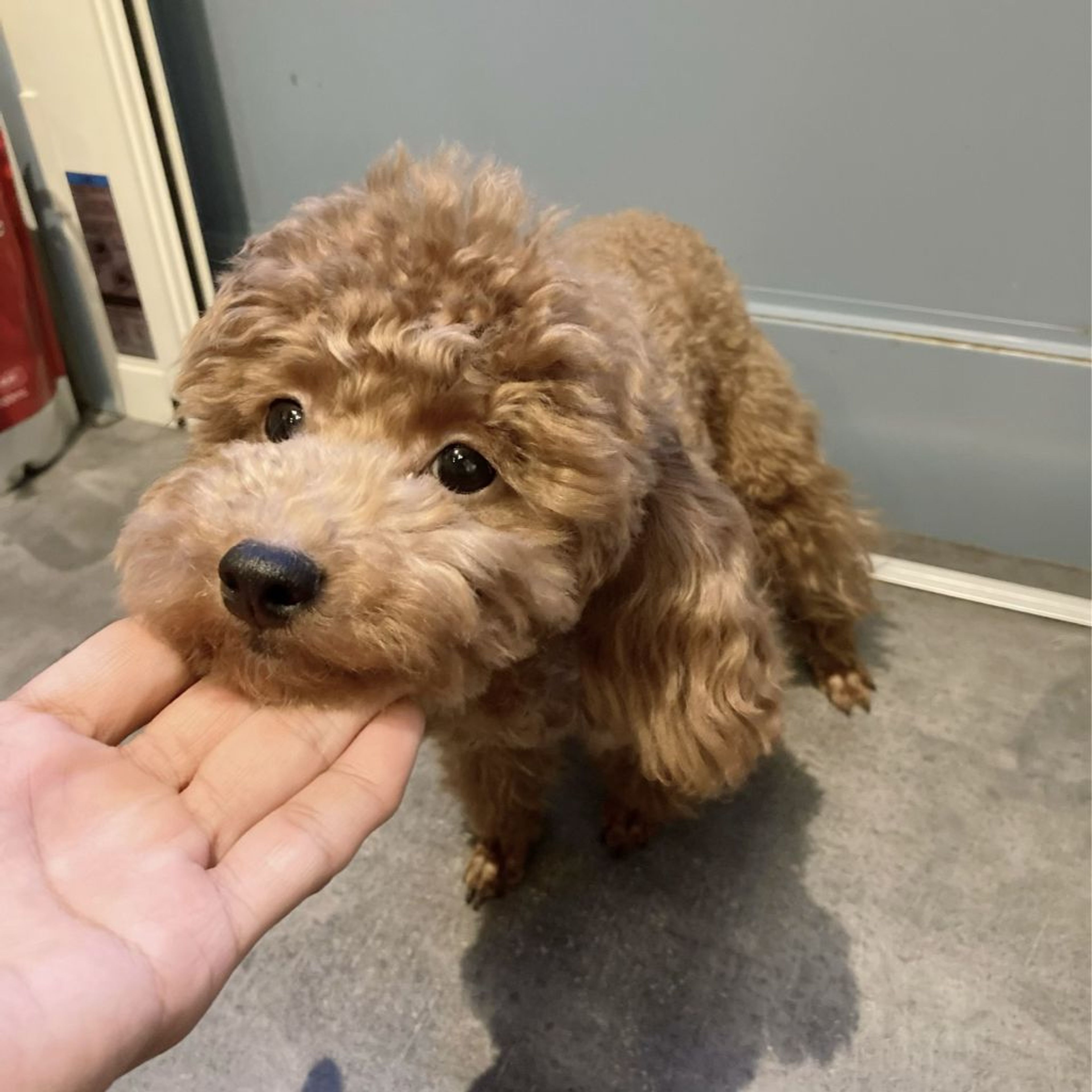 pet-image-4