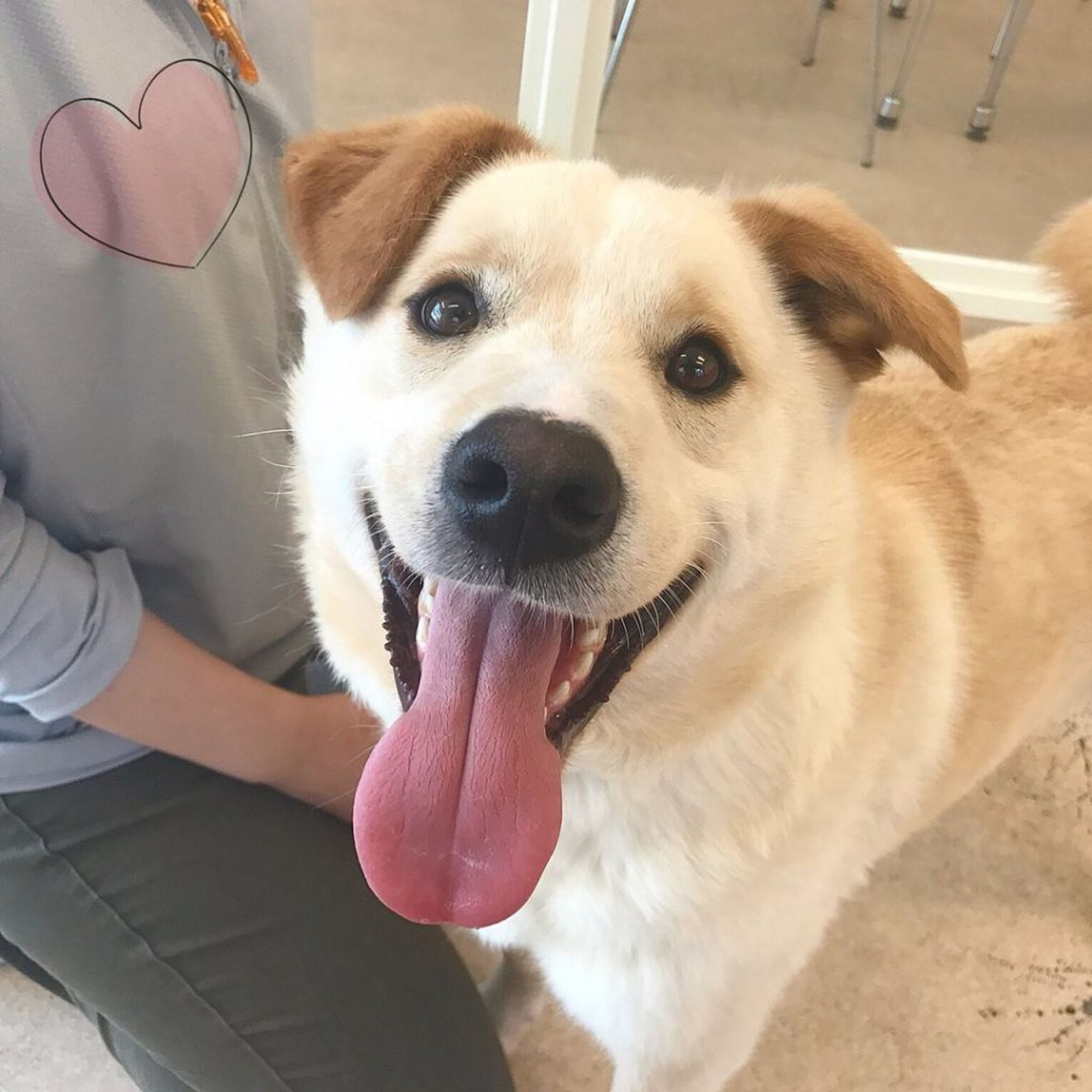 雑種（ミックス犬）・オスの里親募集の写真