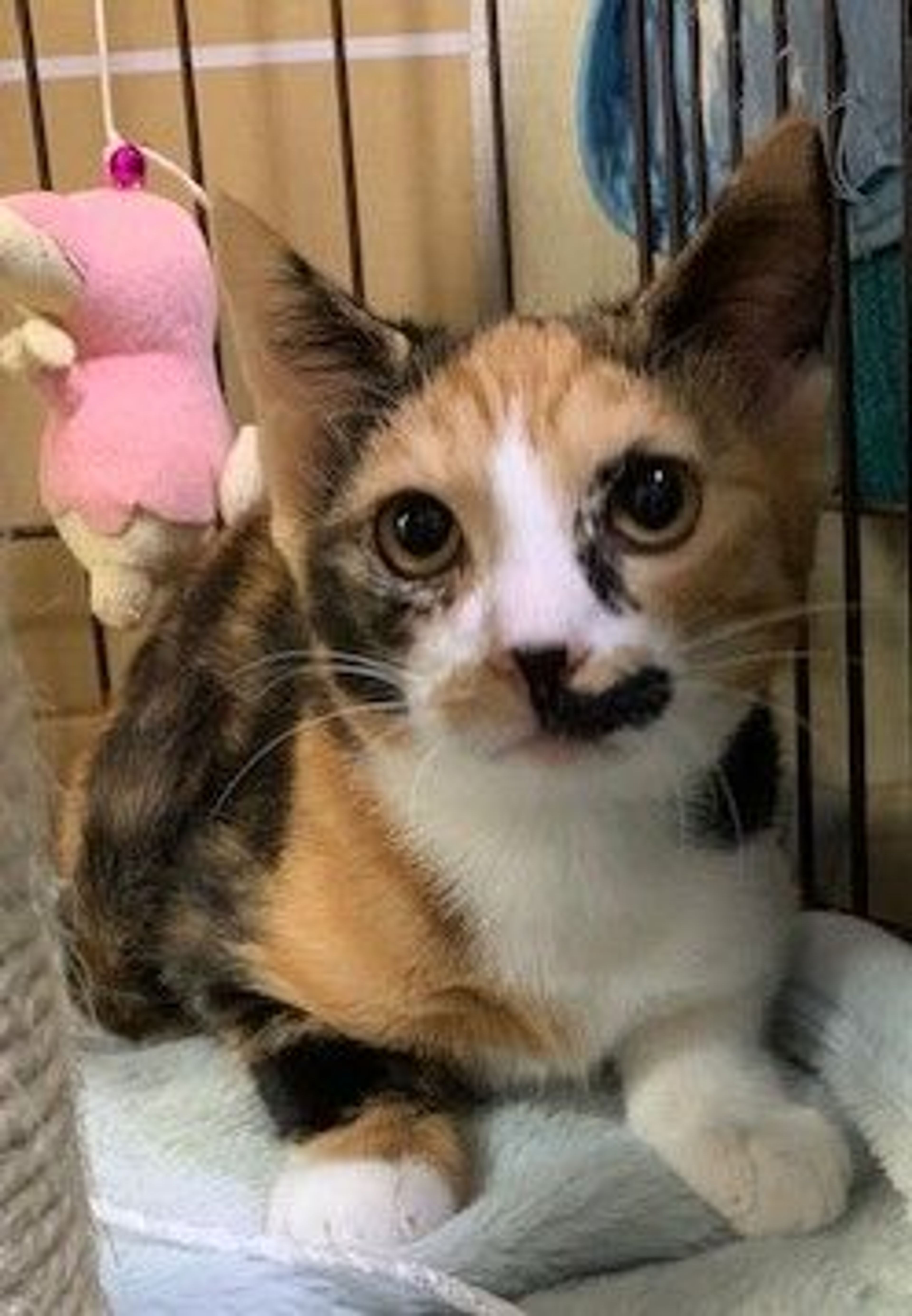 雑種（ミックス猫）・メスの里親募集の写真
