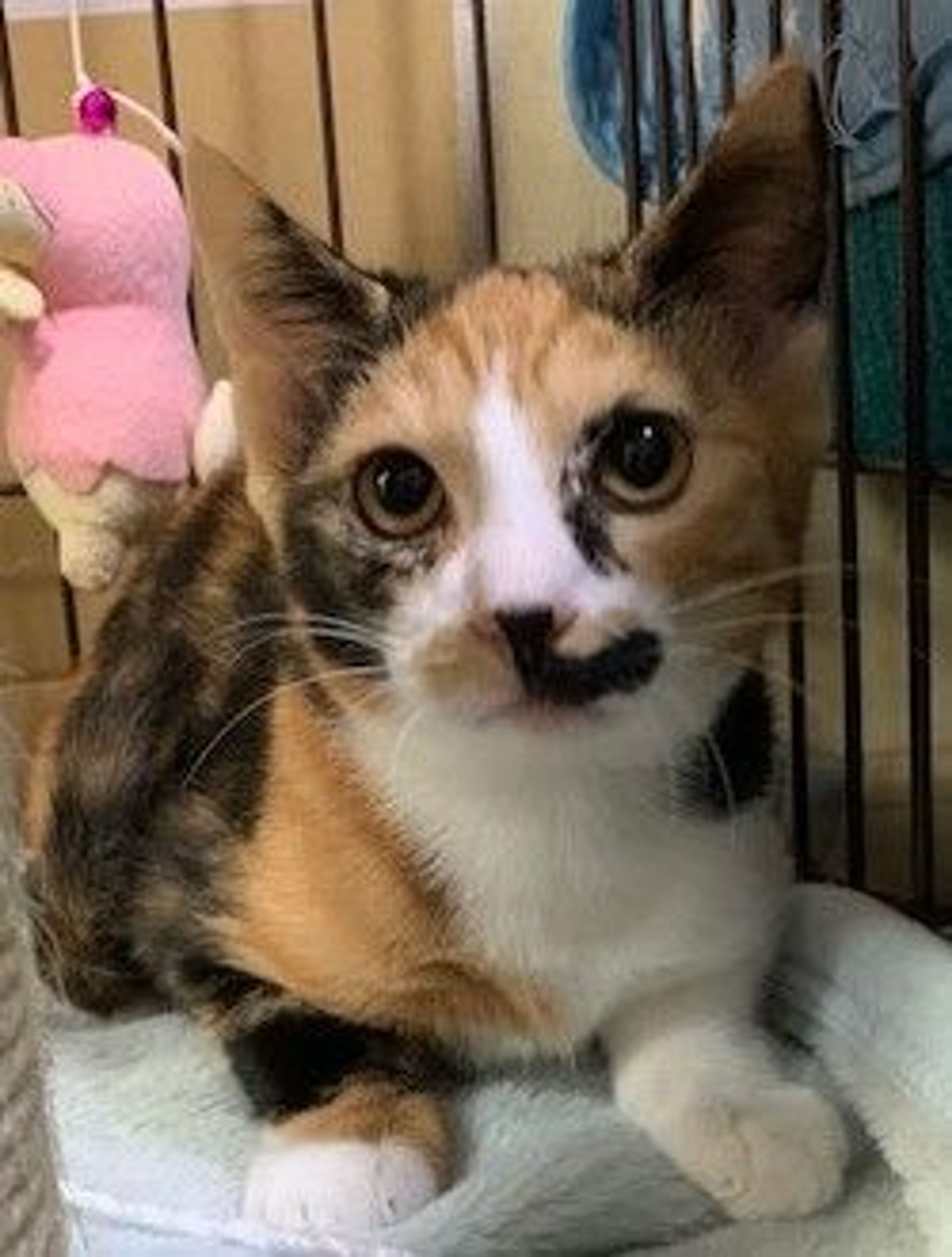 pet-image-2