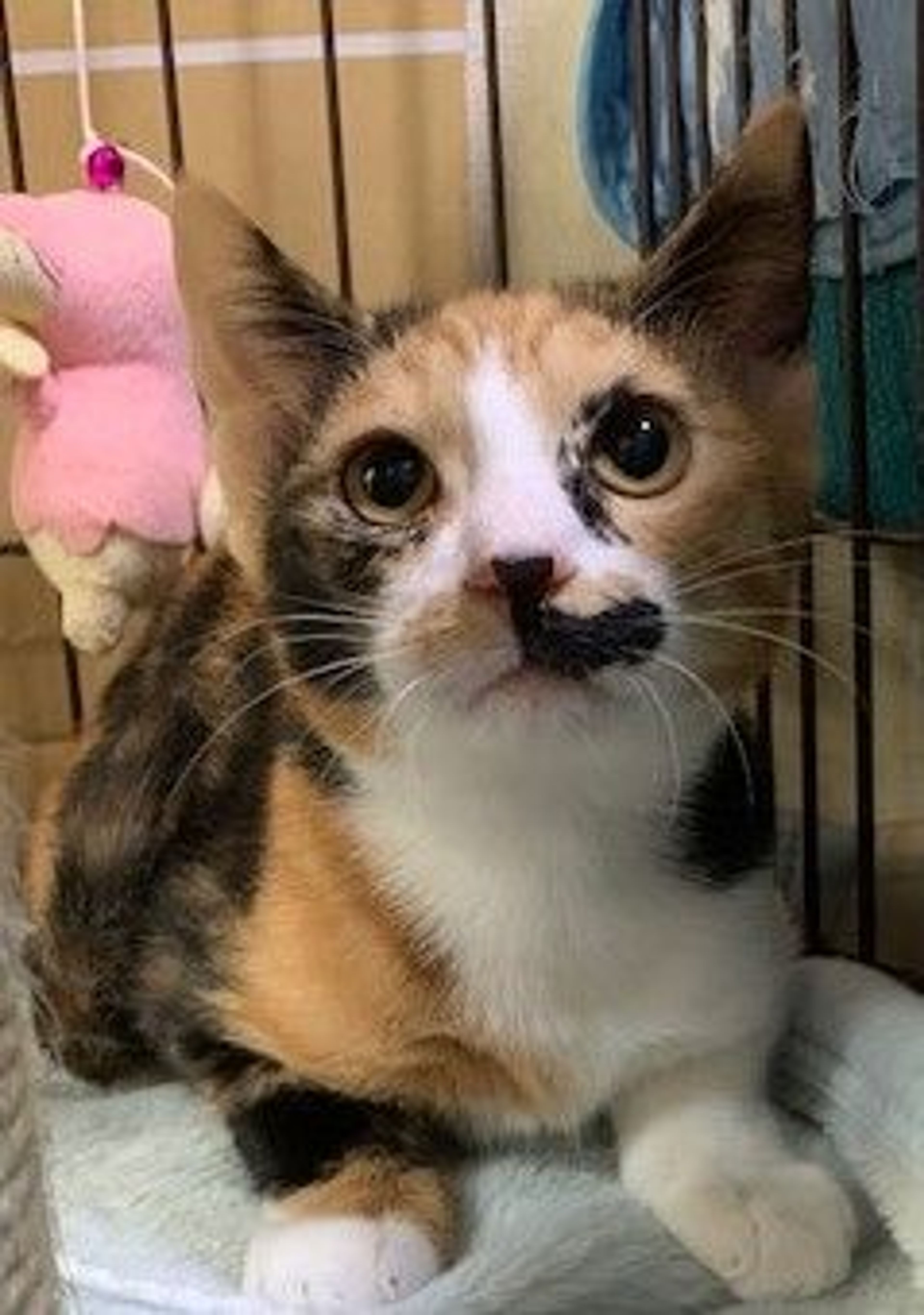 pet-image-3