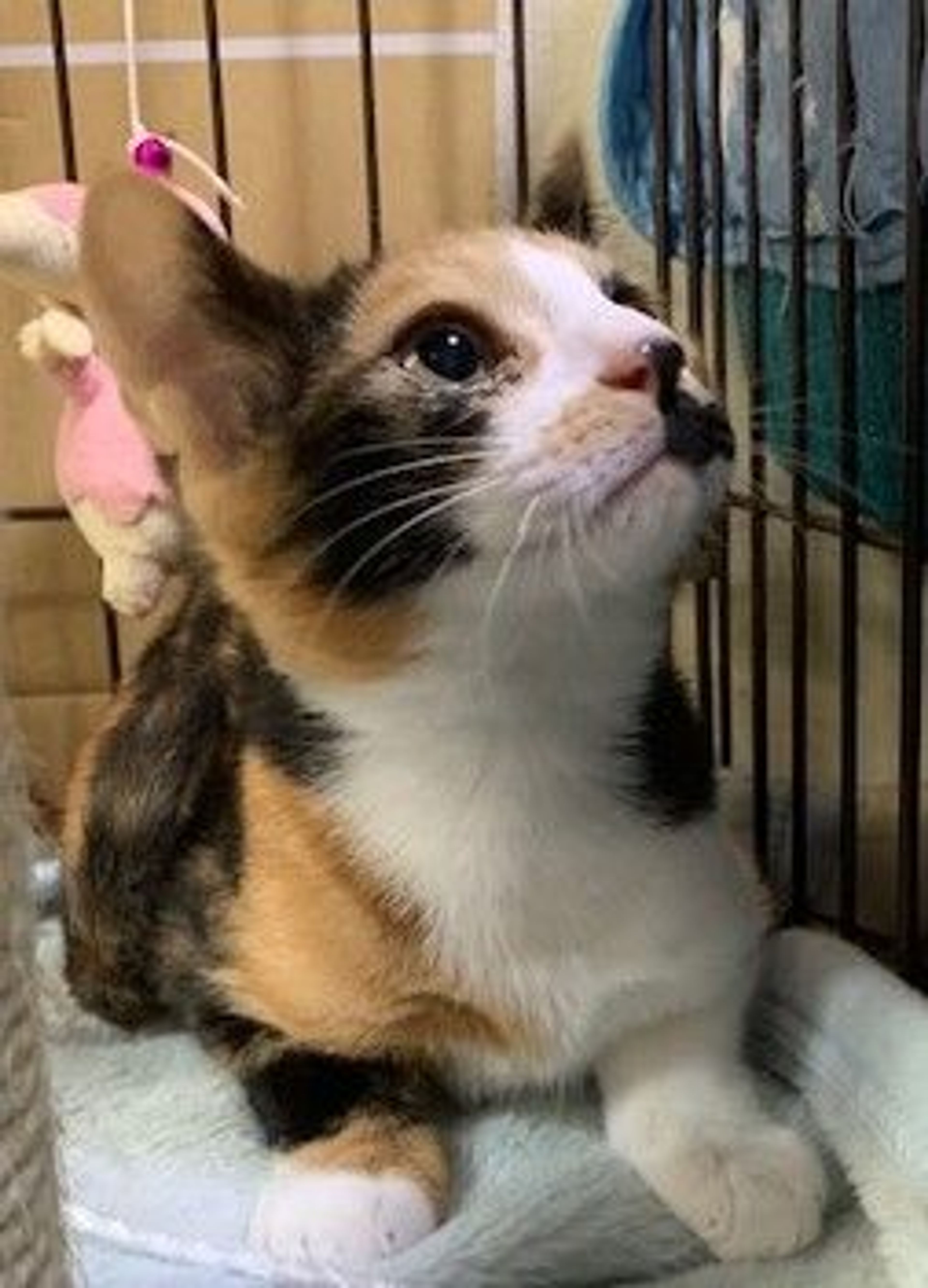 pet-image-4