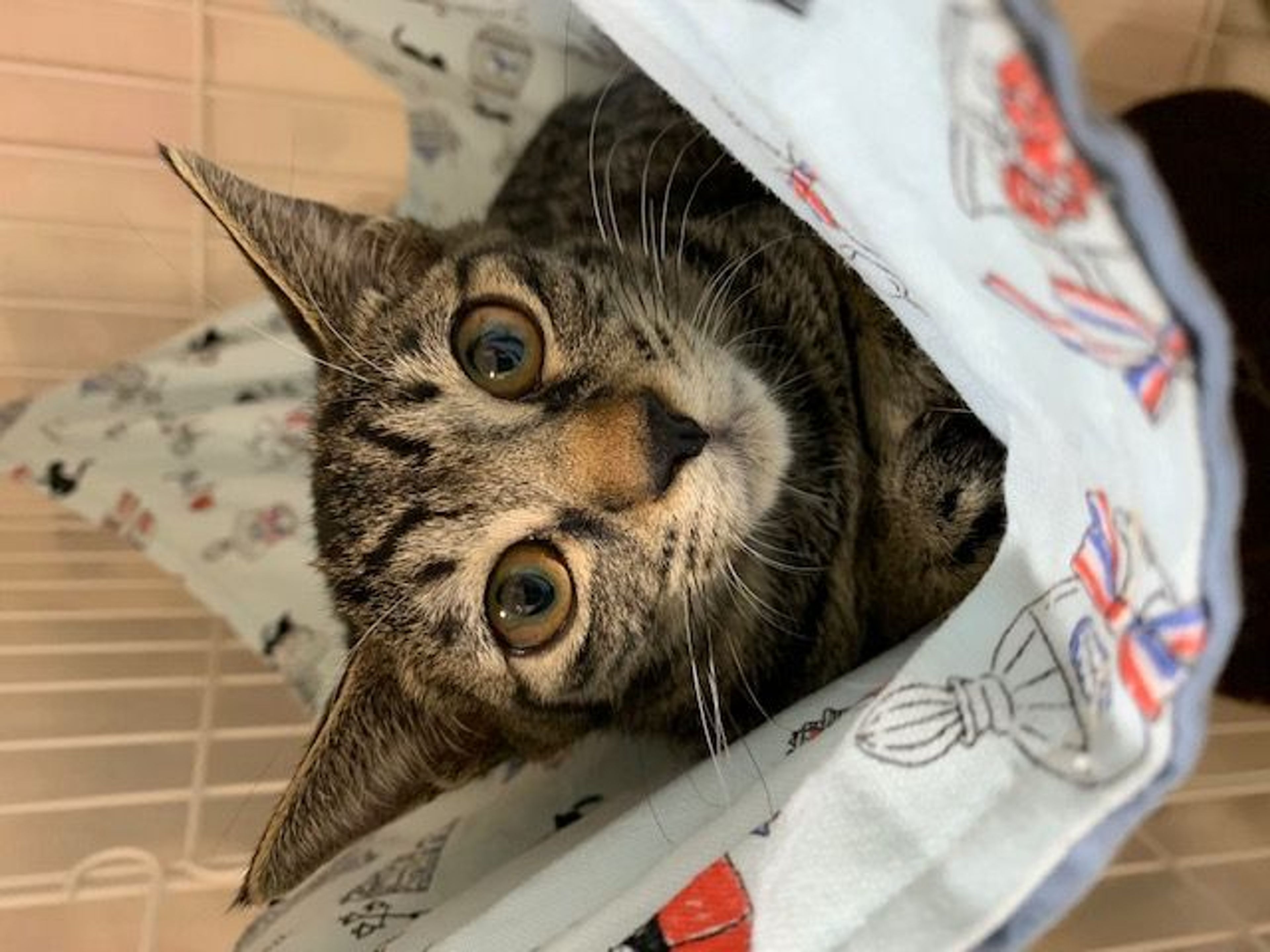 雑種（ミックス猫）・メスの里親募集の写真