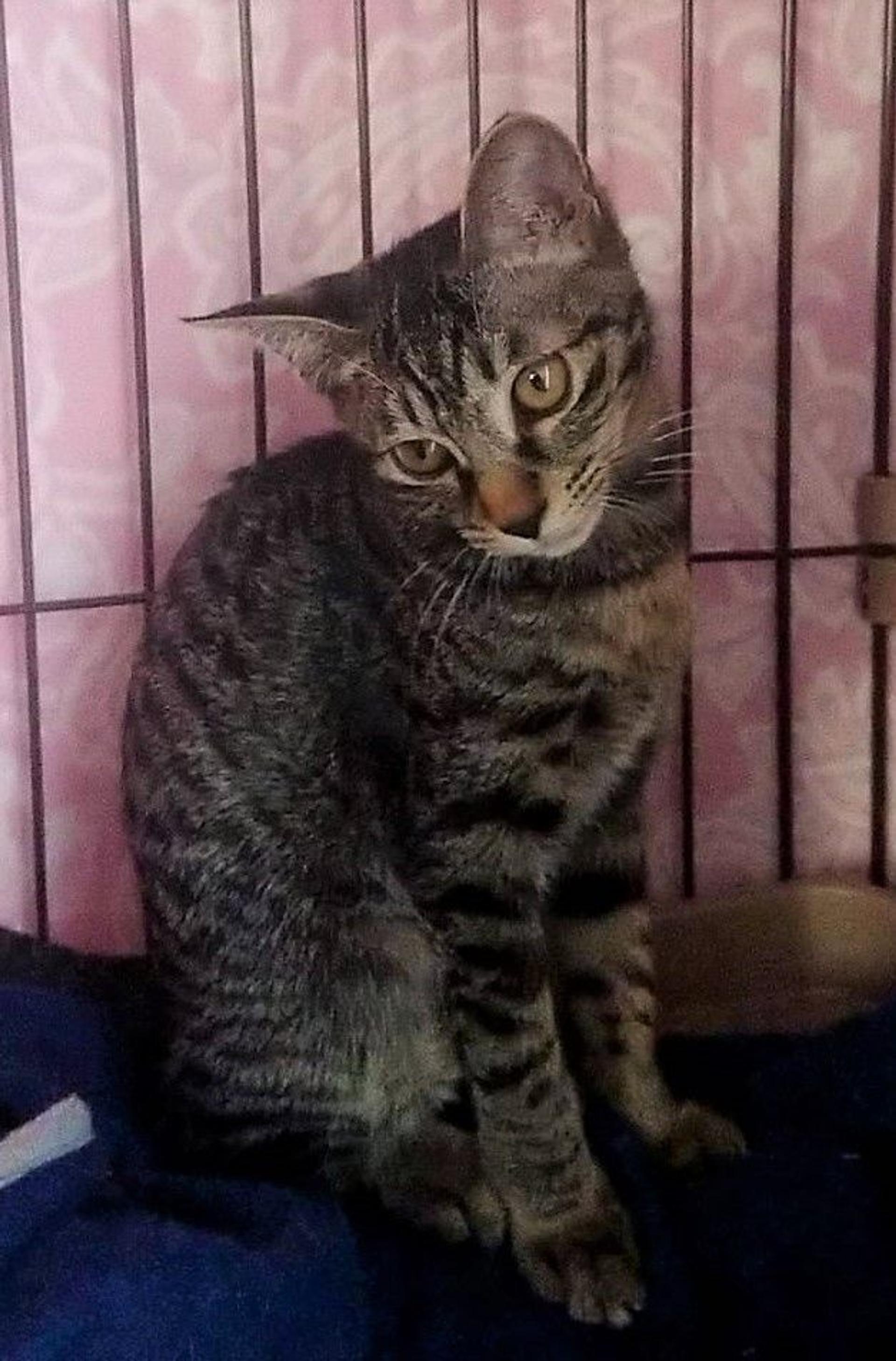 pet-image-4