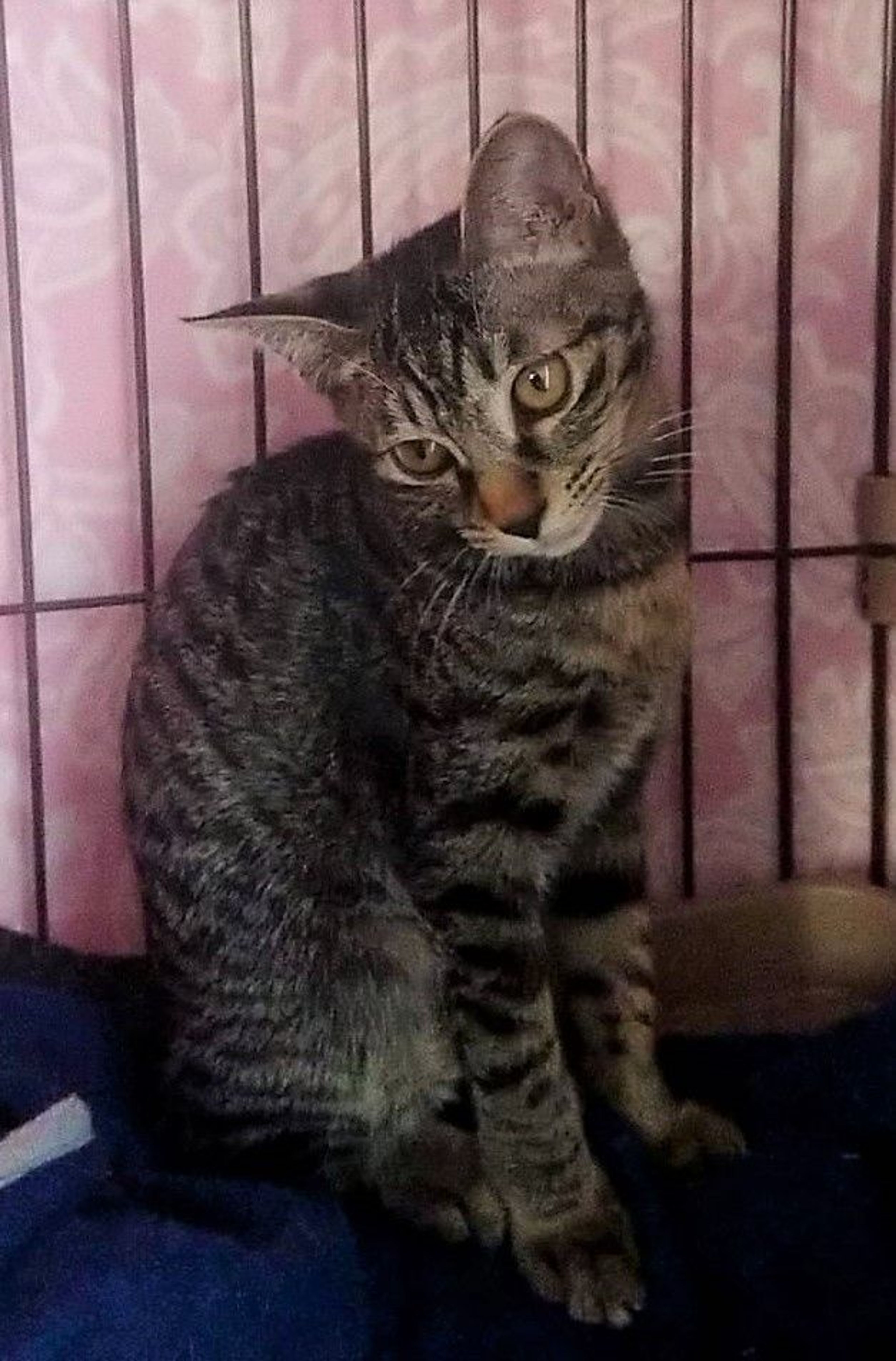 pet-image-4