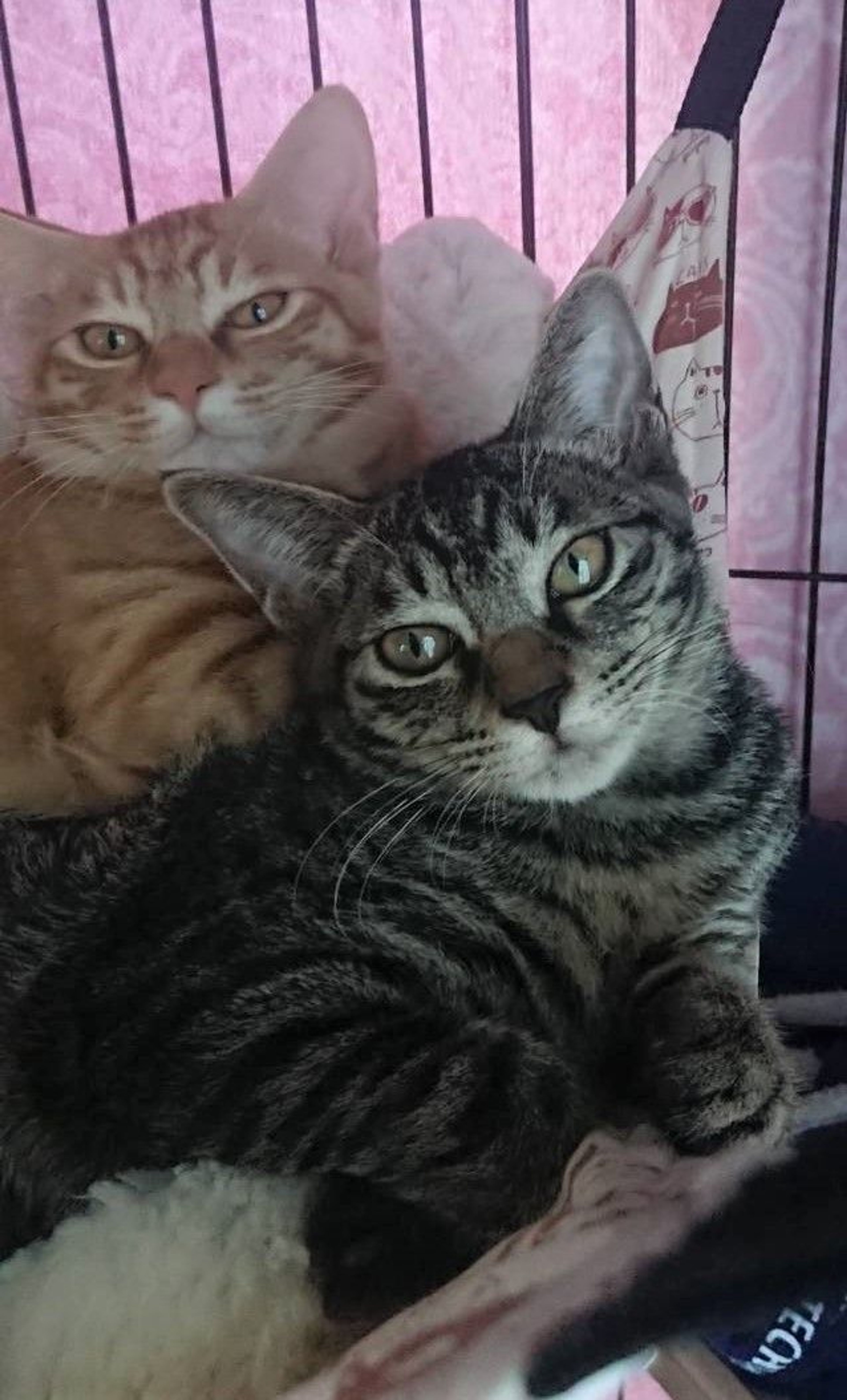 pet-image-5