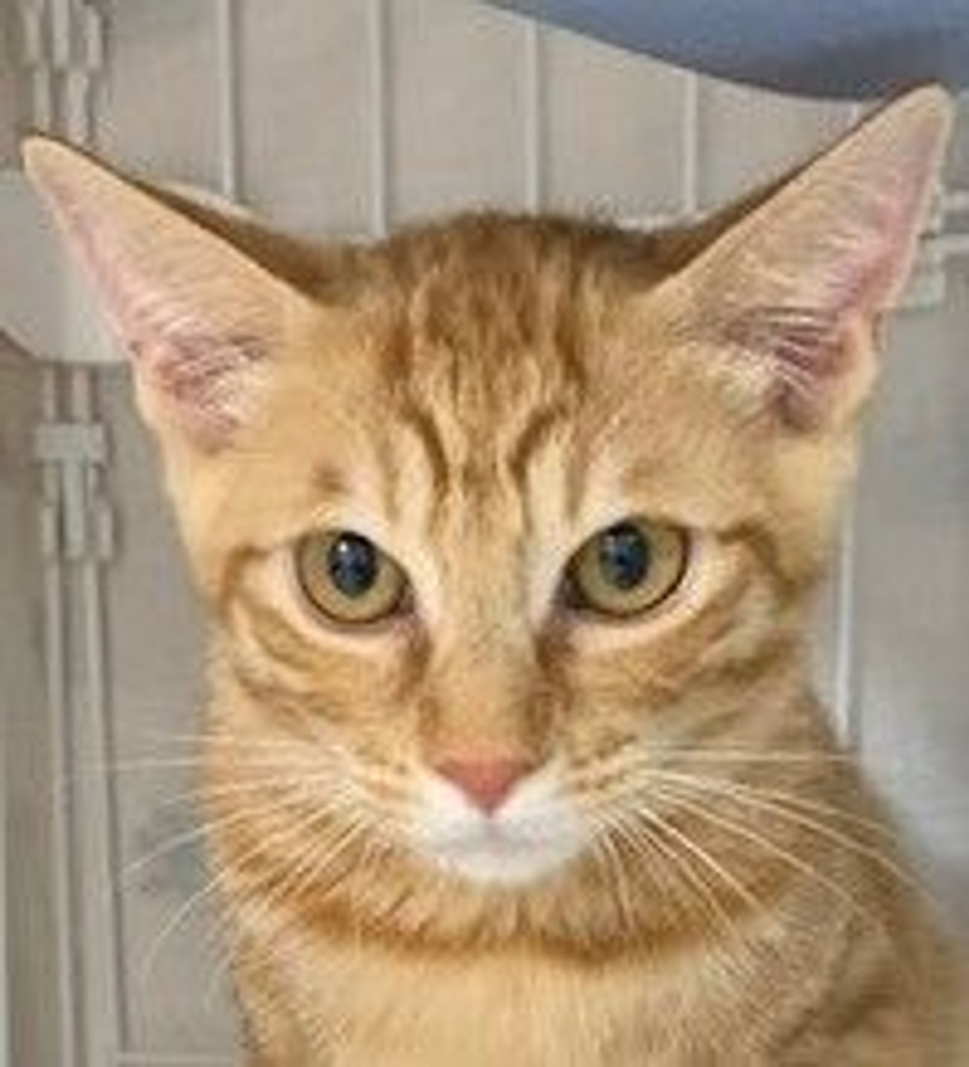 雑種（ミックス猫）・オスの里親募集の写真