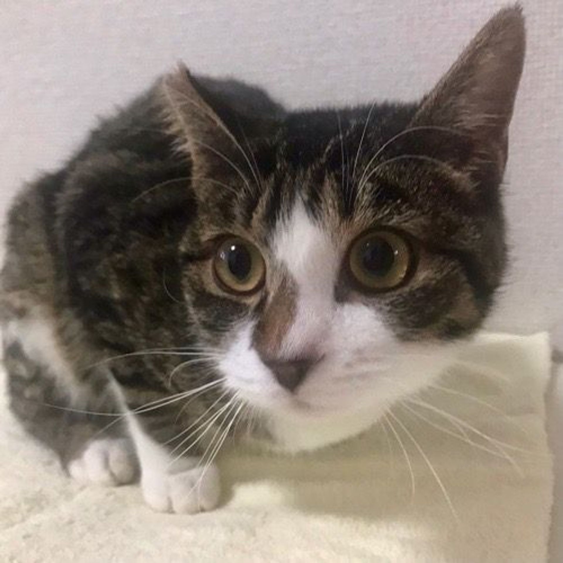 雑種（ミックス猫）・オスの里親募集の写真