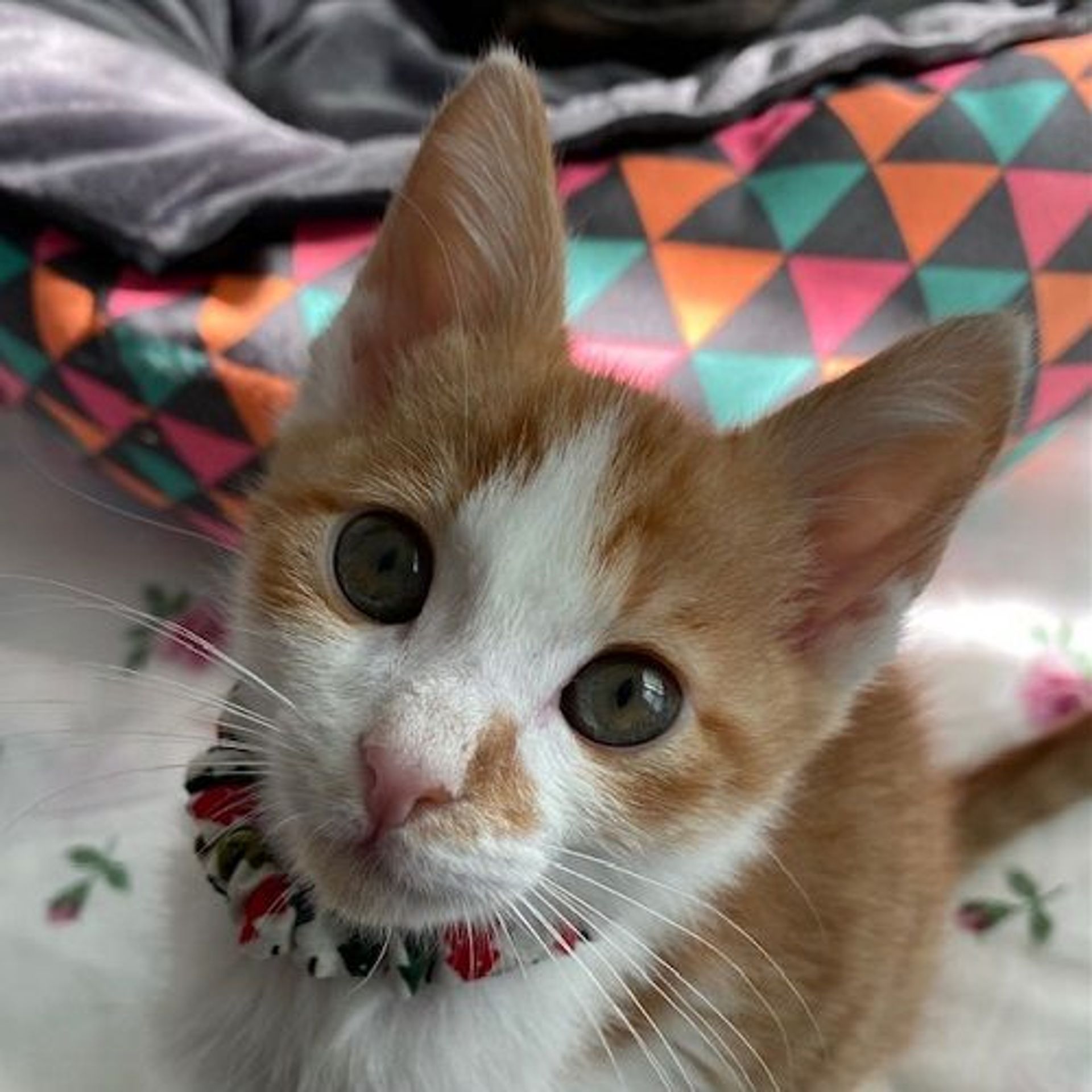 雑種（ミックス猫）・オスの里親募集の写真