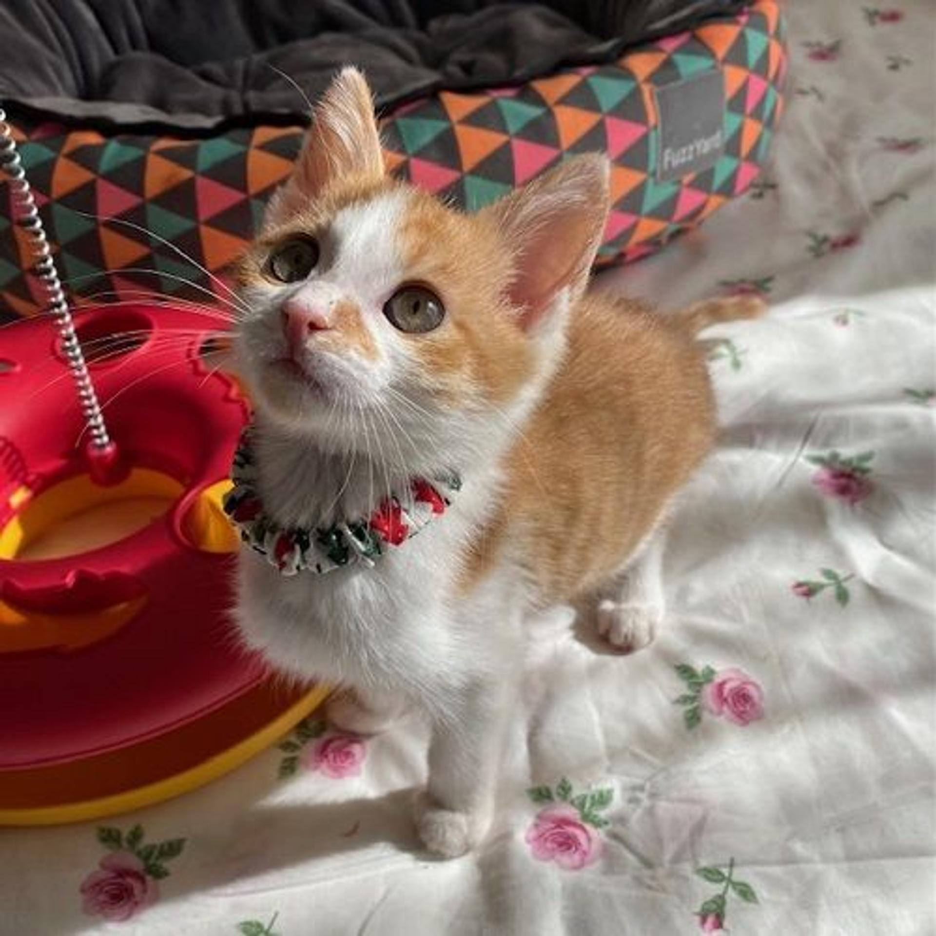 pet-image-2