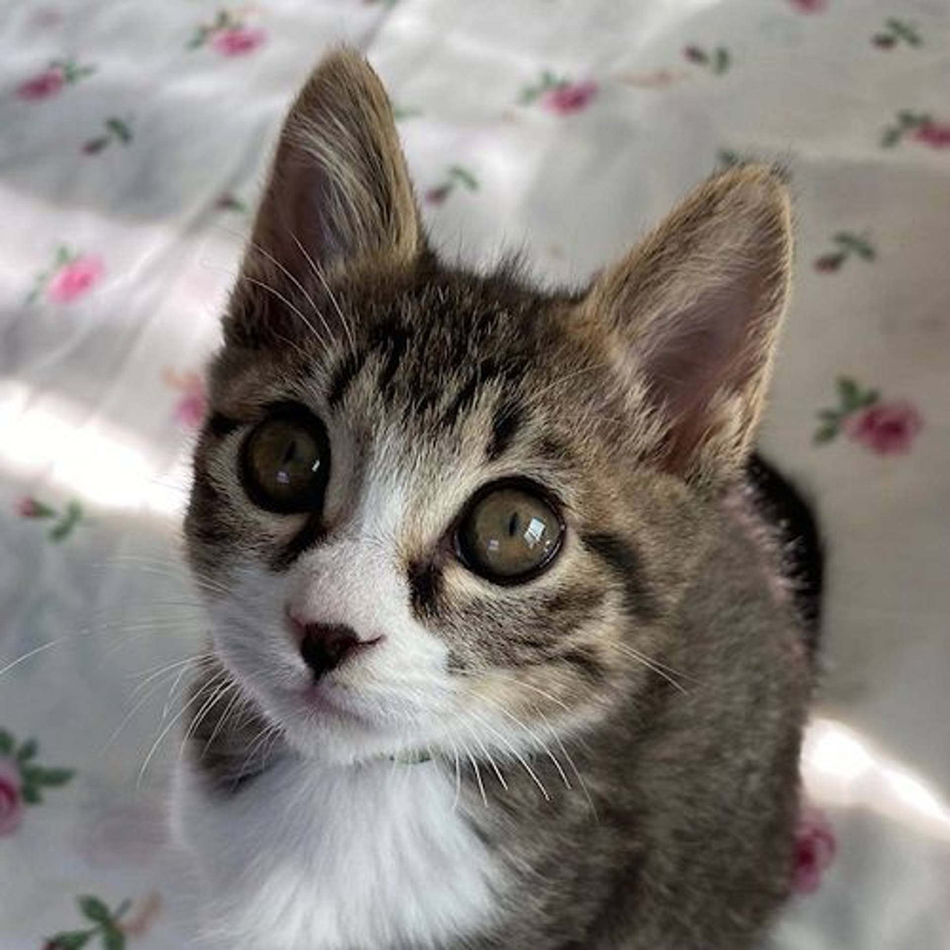 雑種（ミックス猫）・オスの里親募集の写真