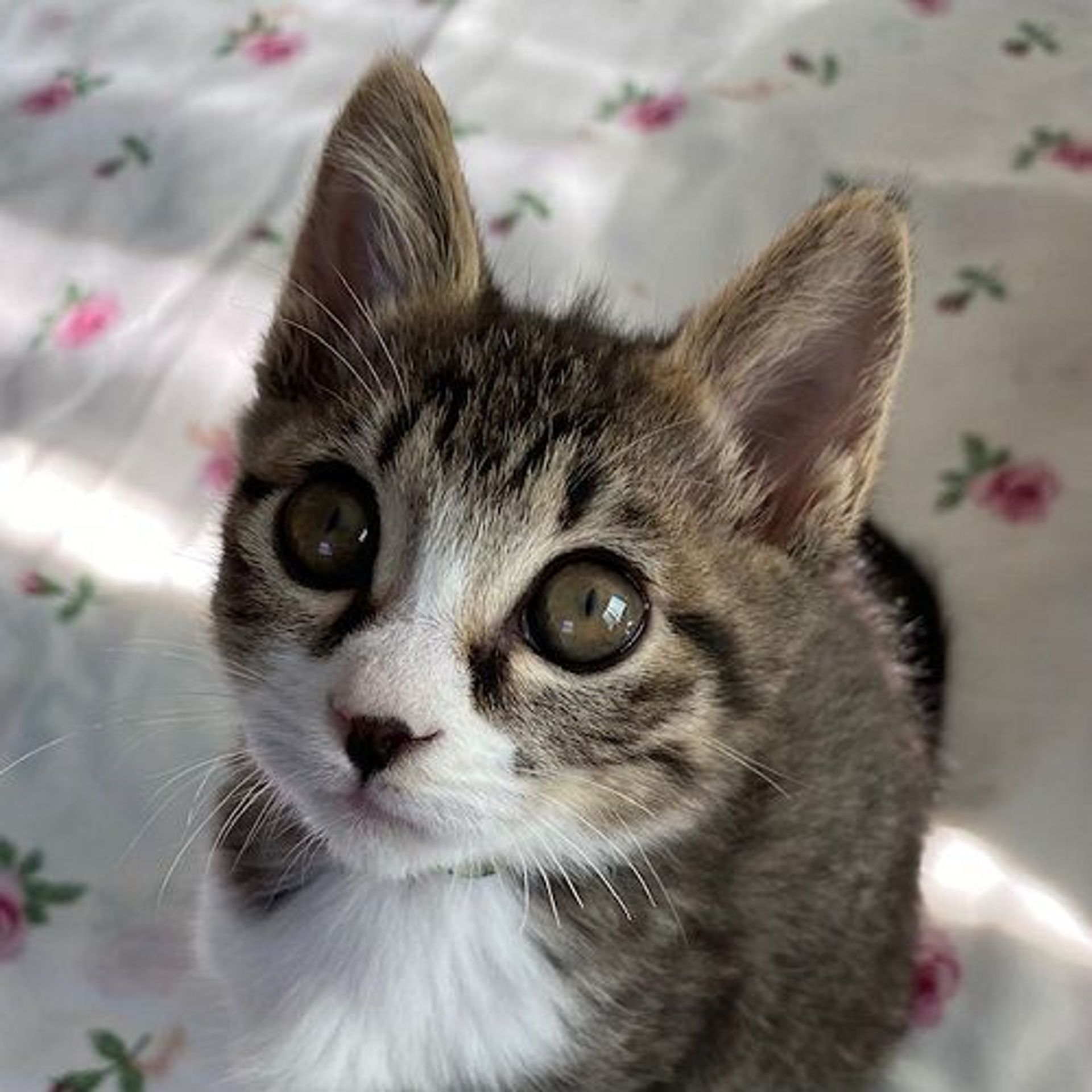 雑種（ミックス猫）・オスの里親募集の写真
