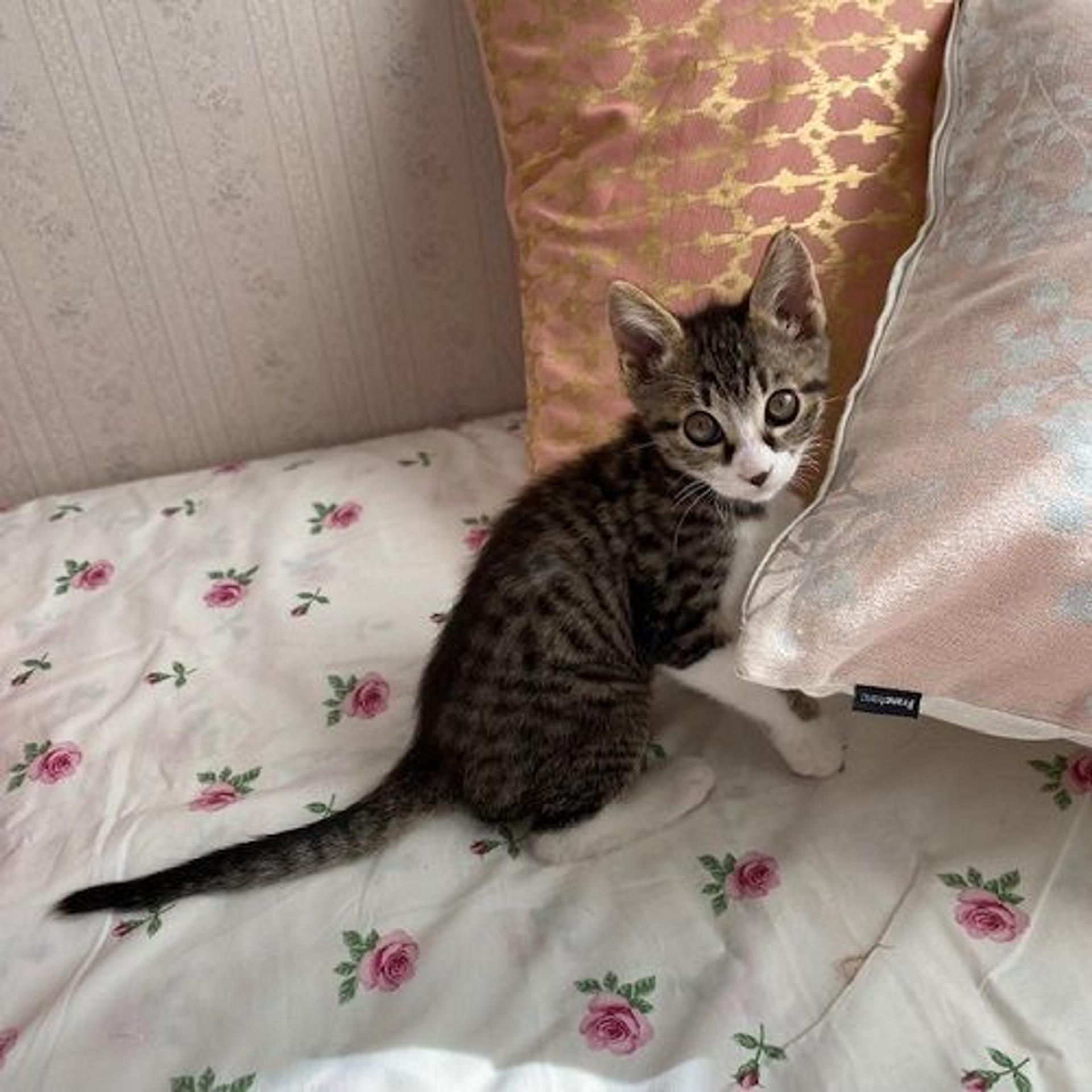 pet-image-2