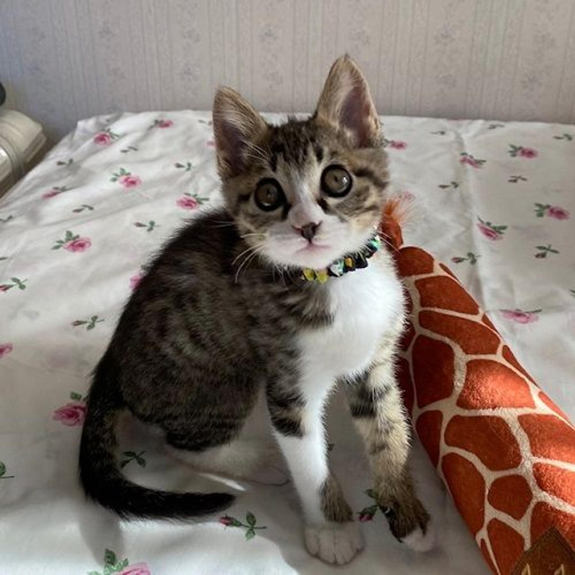 pet-image-3