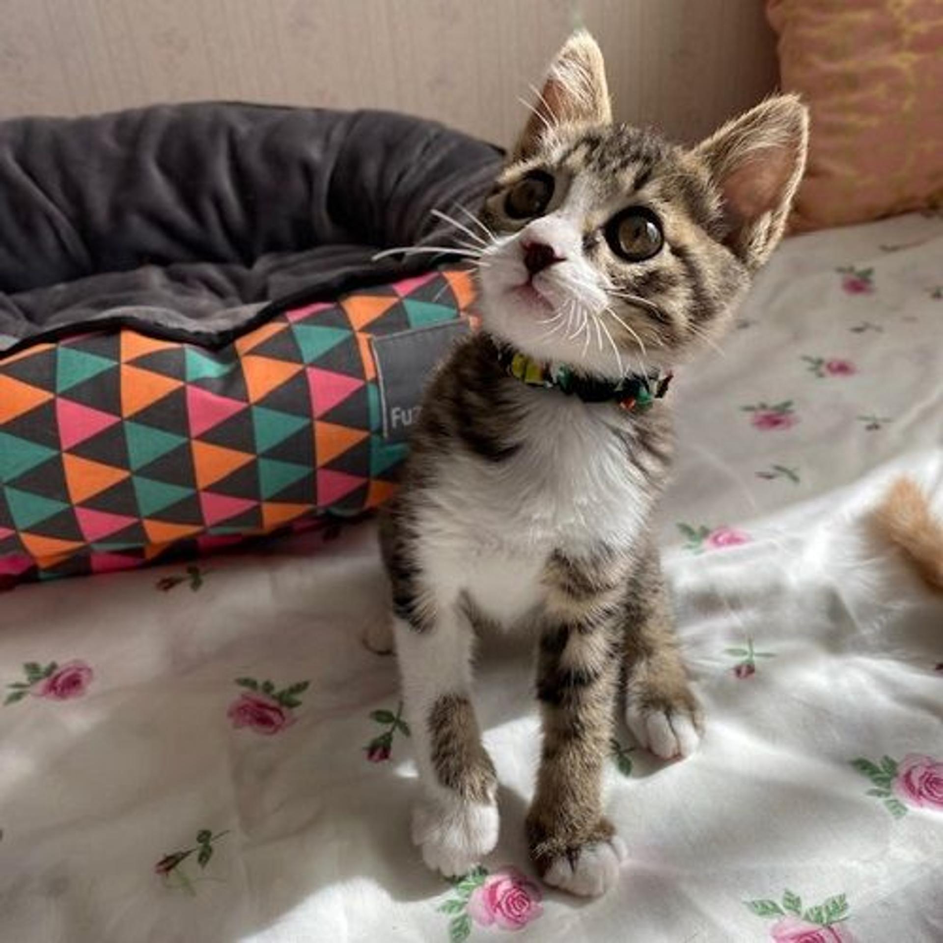 pet-image-4