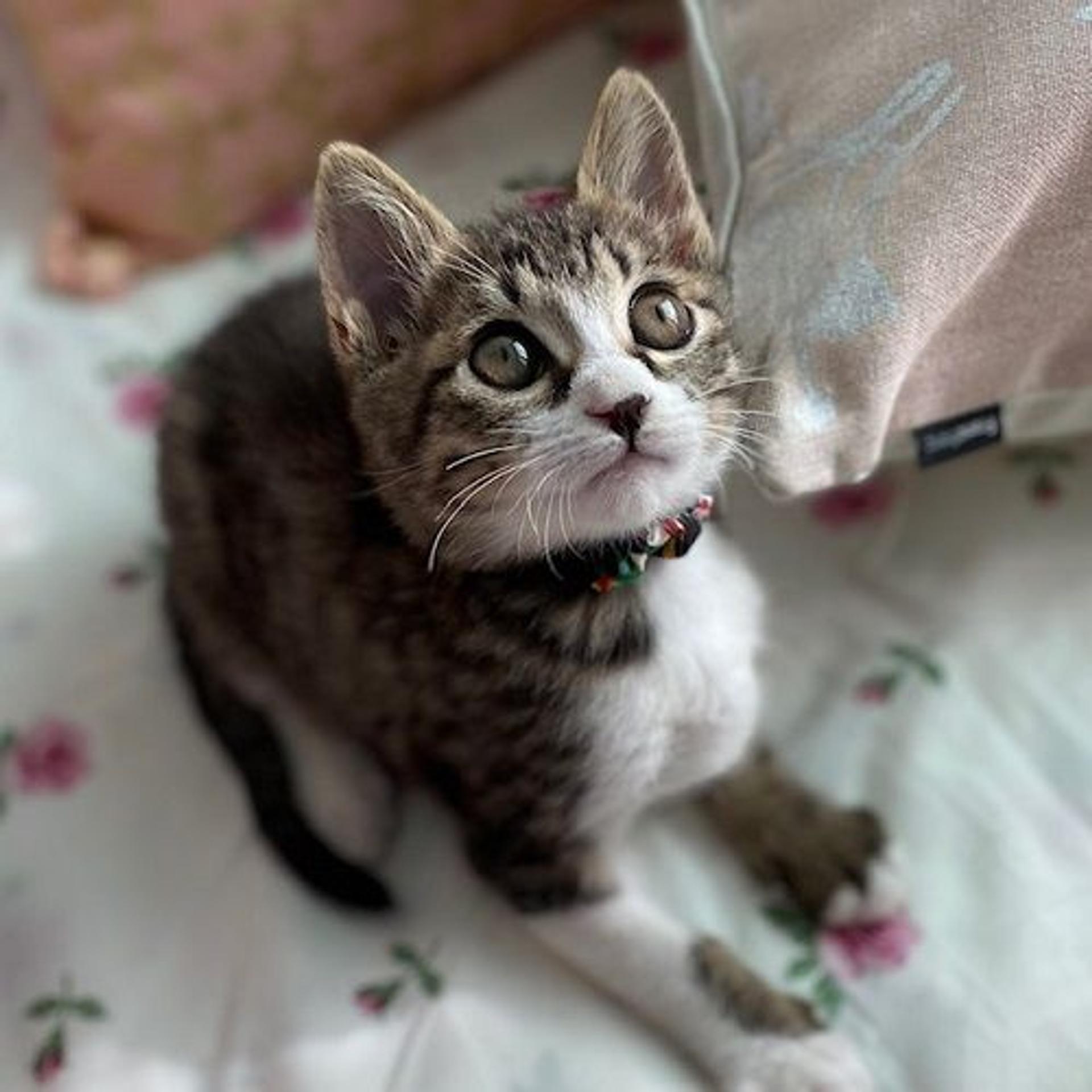 pet-image-5