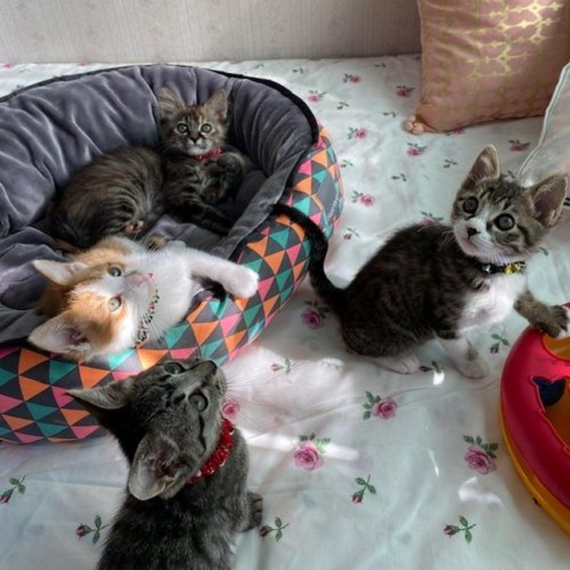 pet-image-7