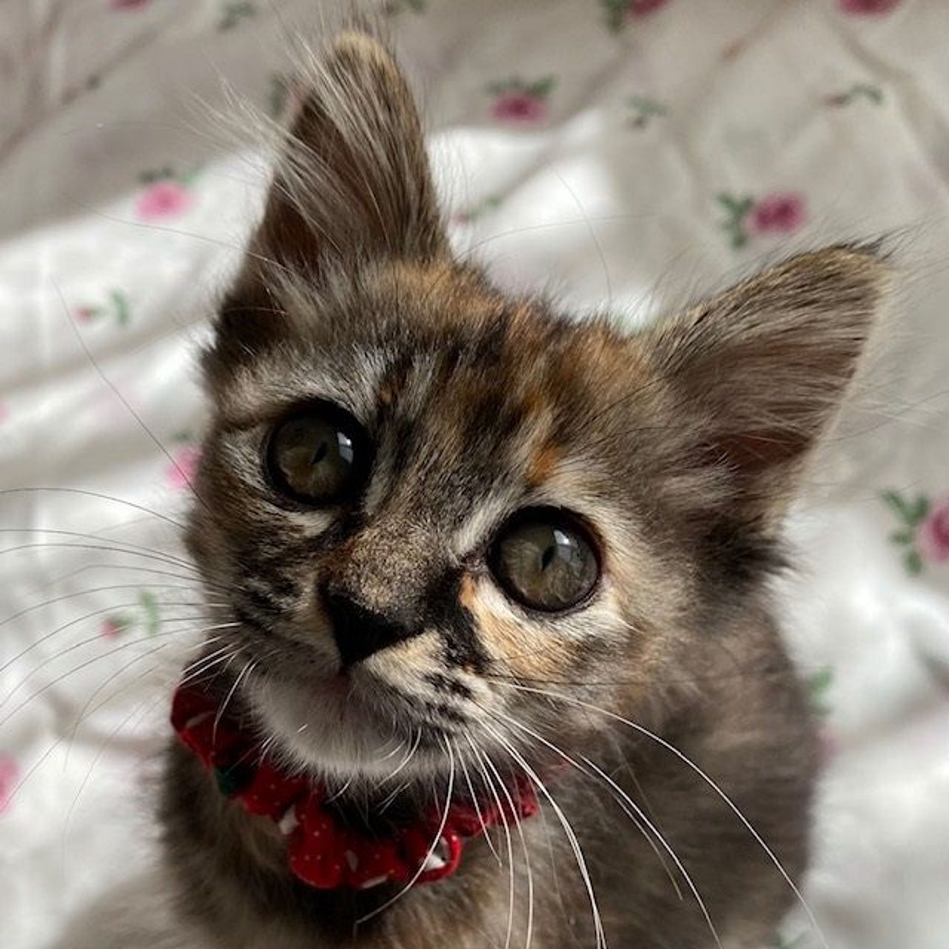 雑種（ミックス猫）・メスの里親募集の写真