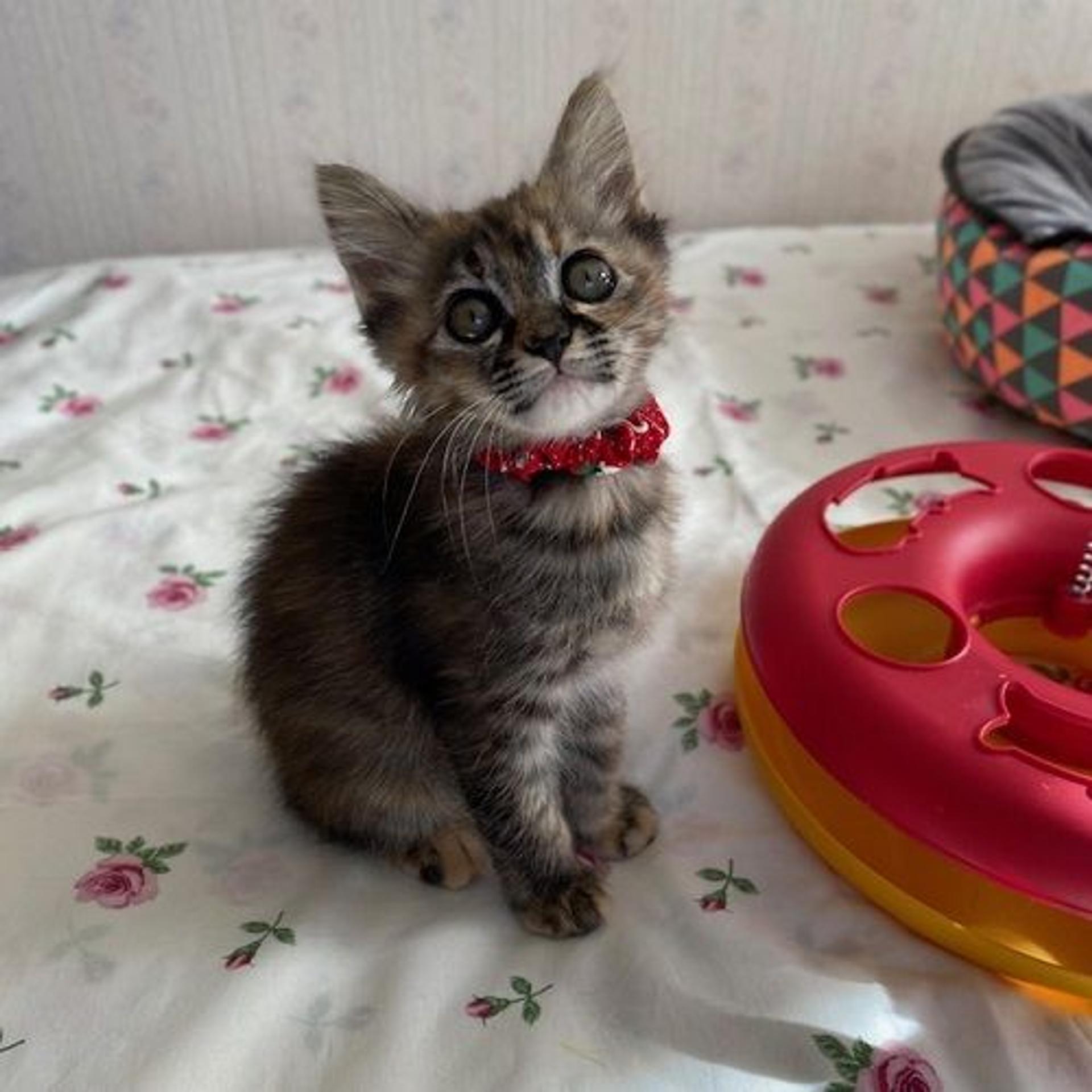 pet-image-2