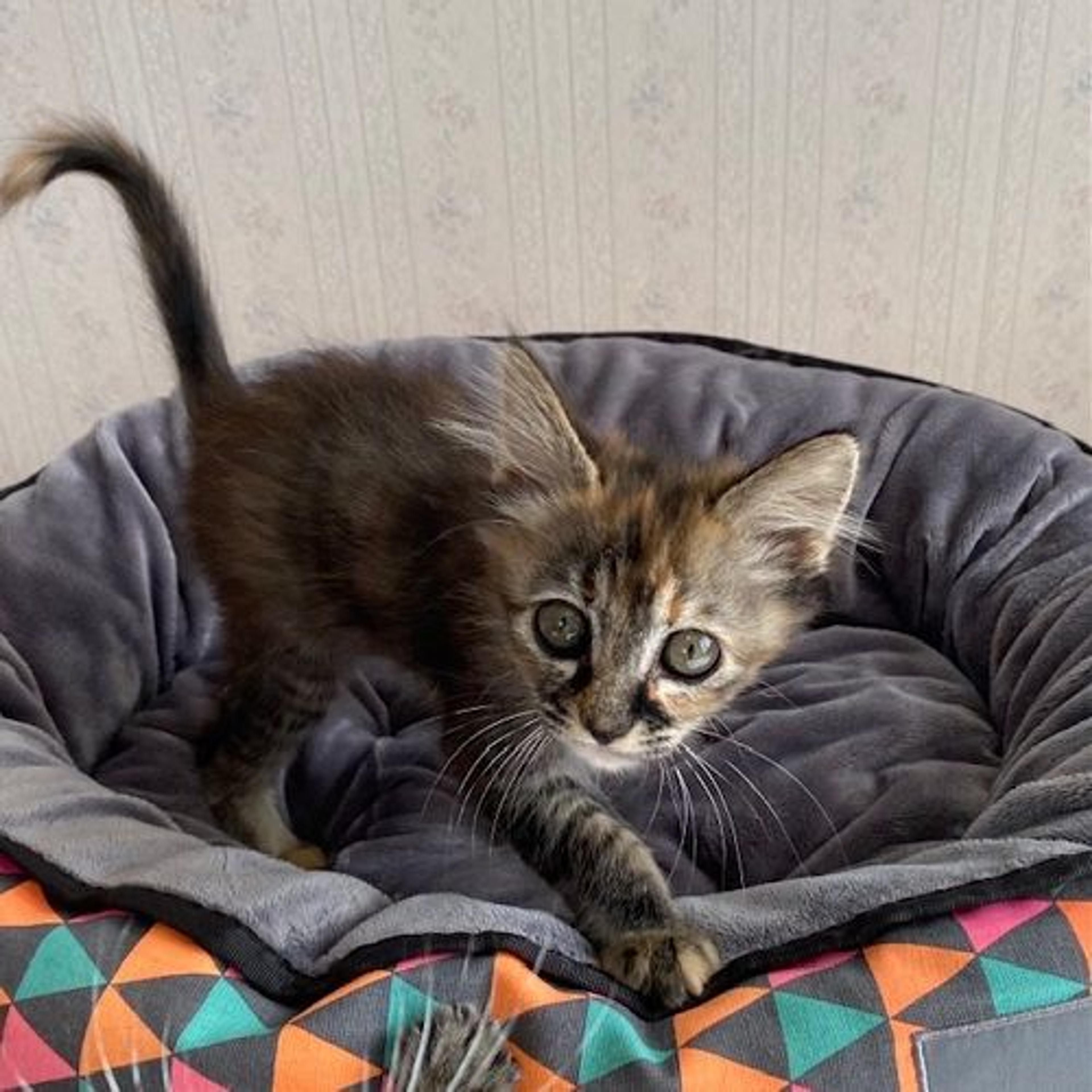 pet-image-3