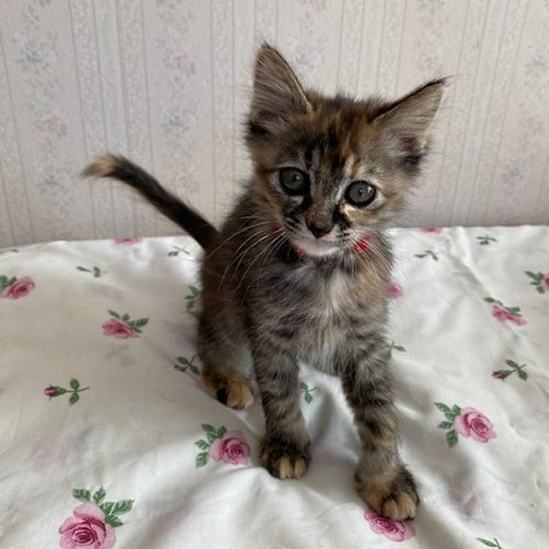 pet-image-5