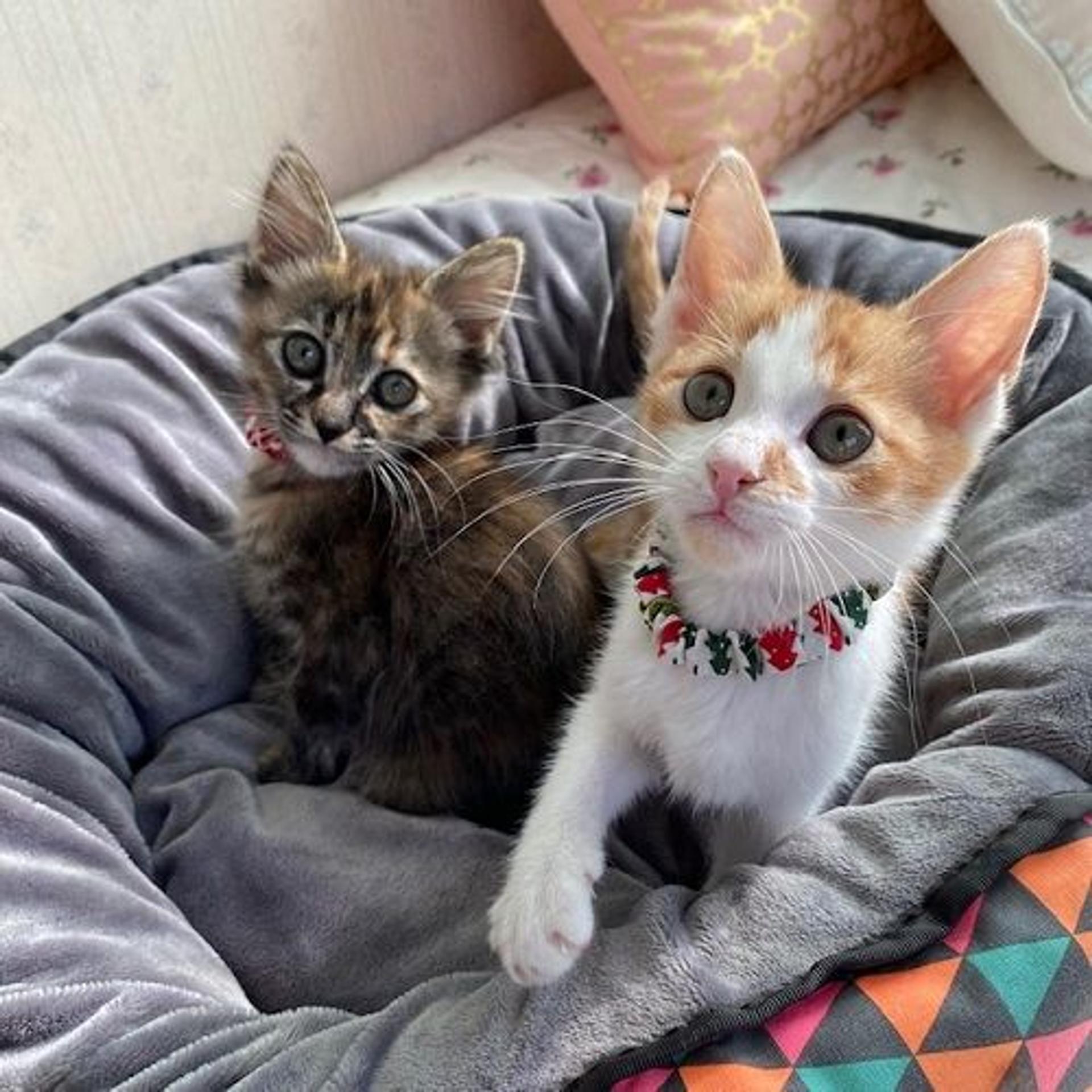 pet-image-7