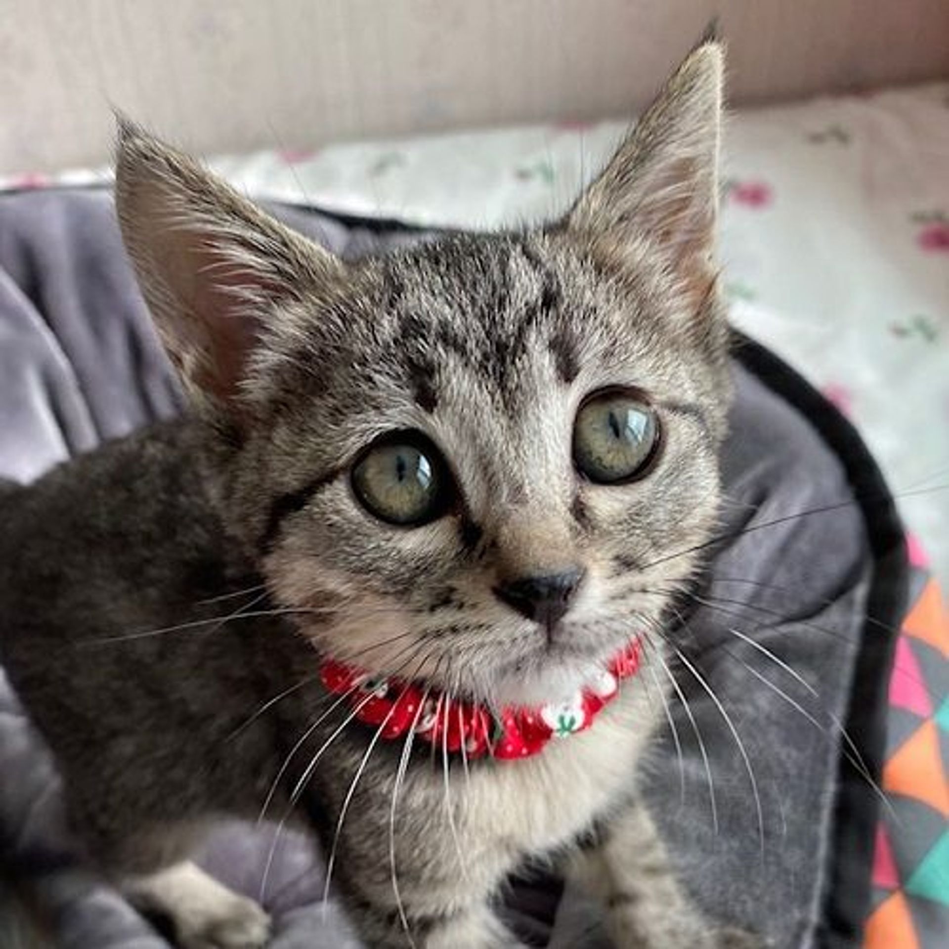 雑種（ミックス猫）・メスの里親募集の写真