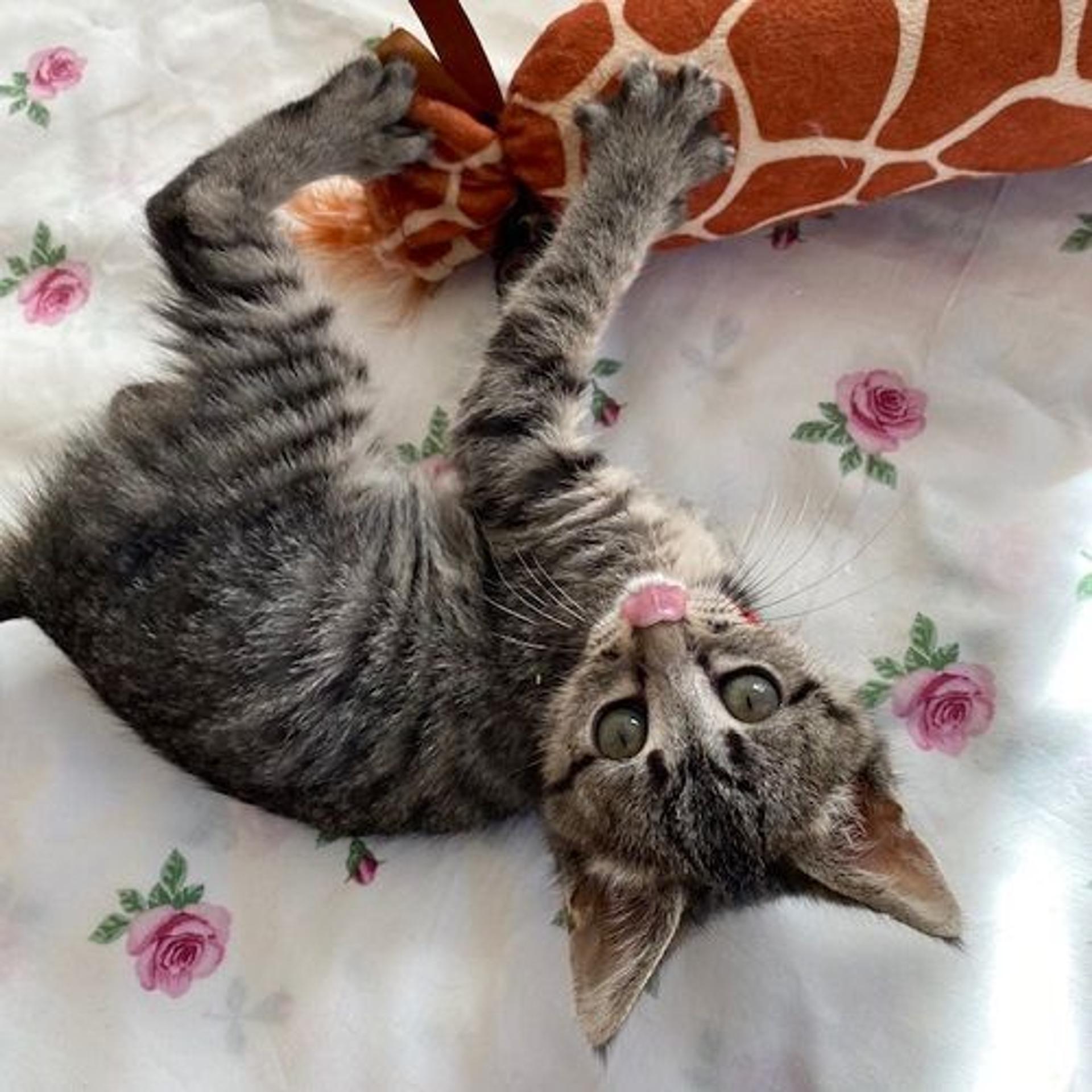 pet-image-3