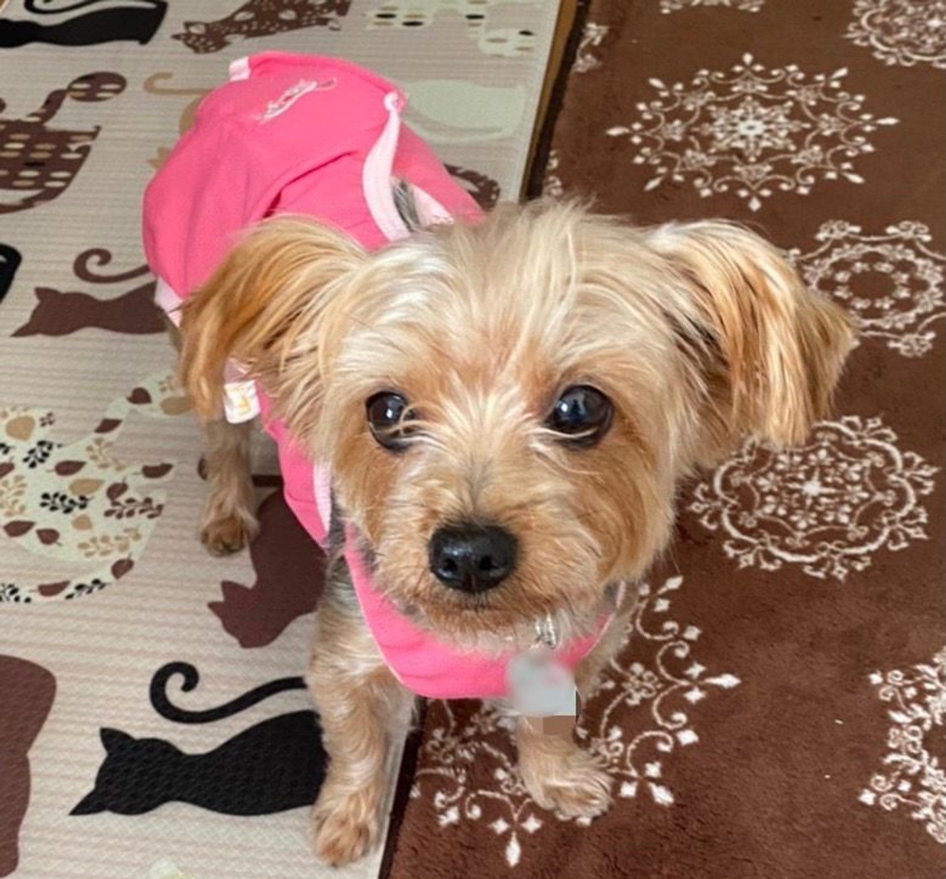 pet-image-4