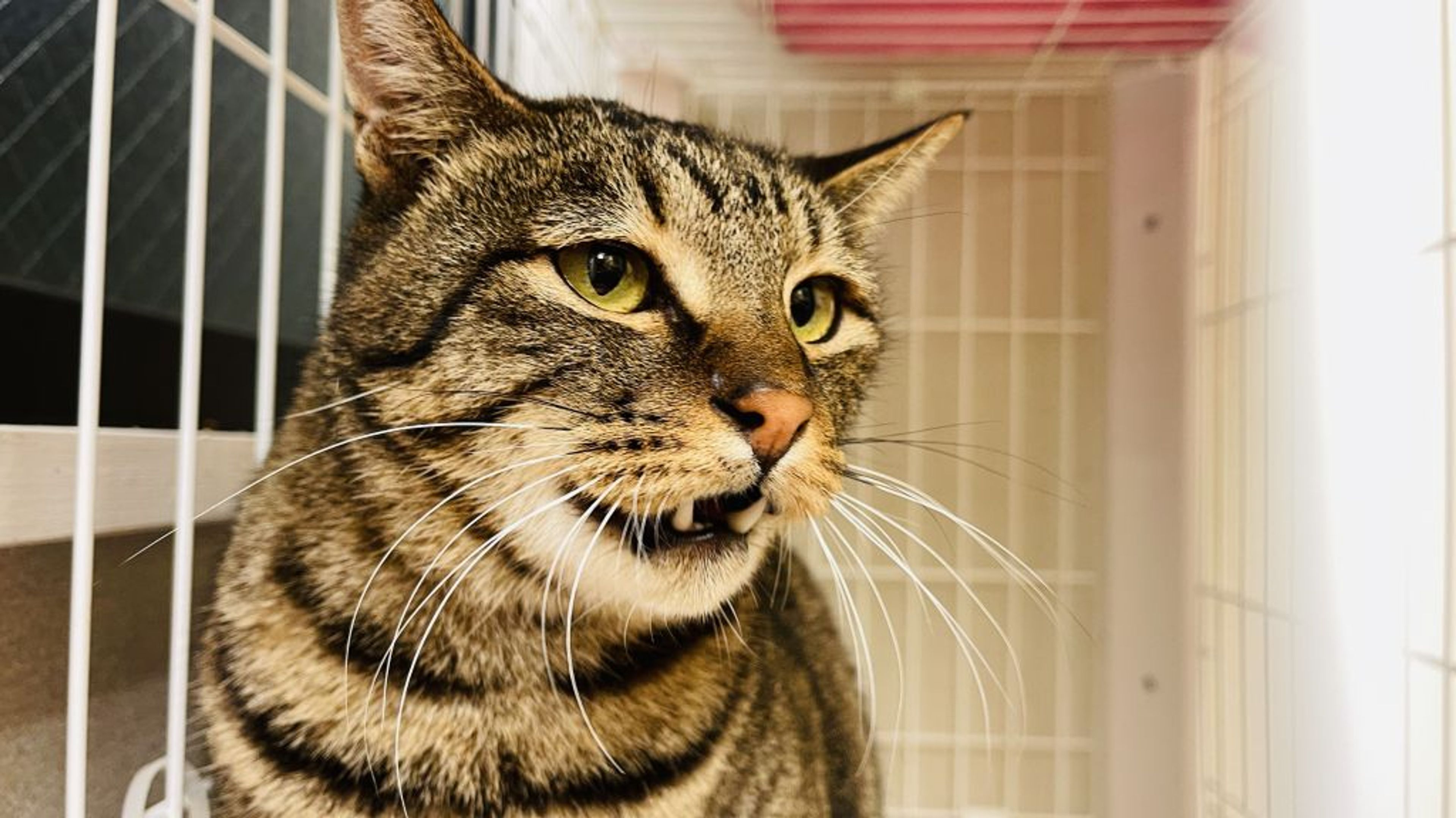 雑種（ミックス猫）・オスの里親募集の写真
