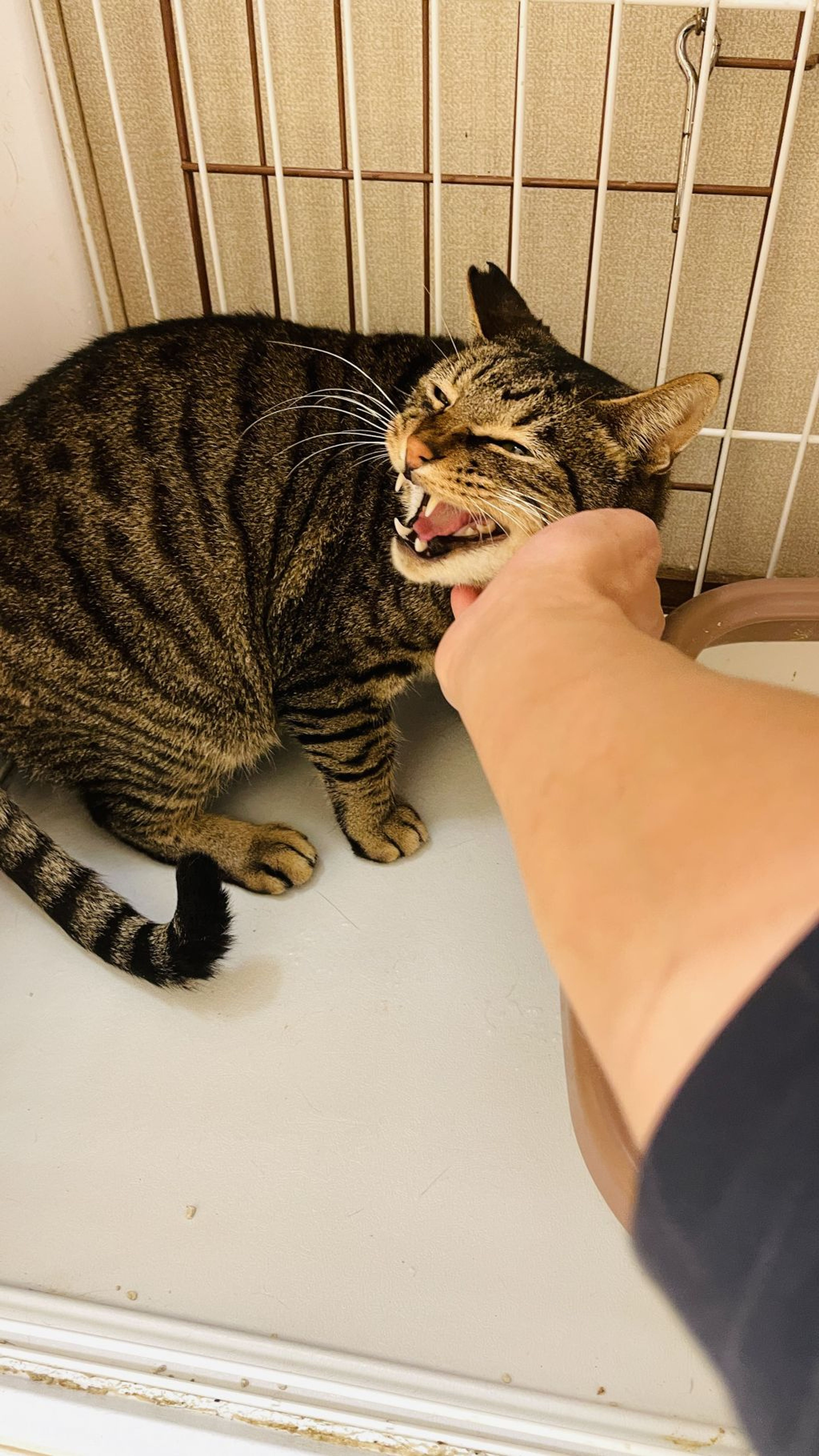 pet-image-2