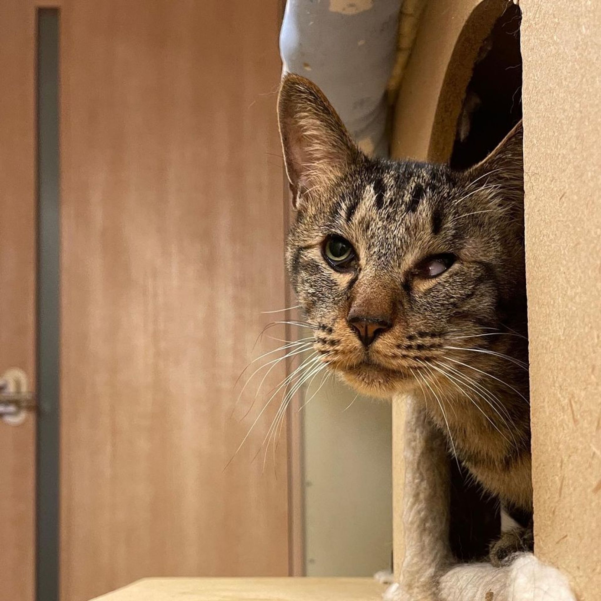 雑種（ミックス猫）・オスの里親募集の写真
