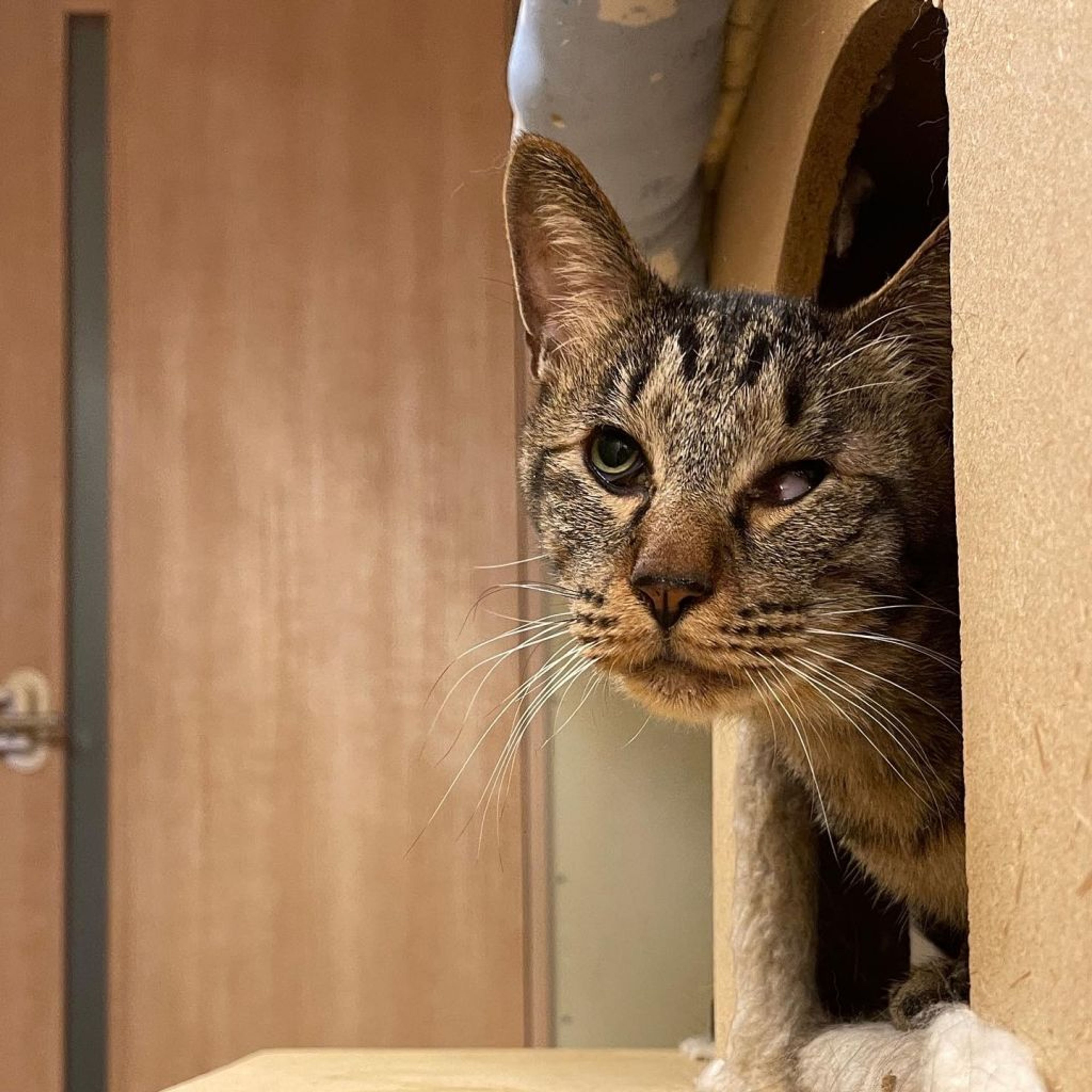 雑種（ミックス猫）・オスの里親募集の写真