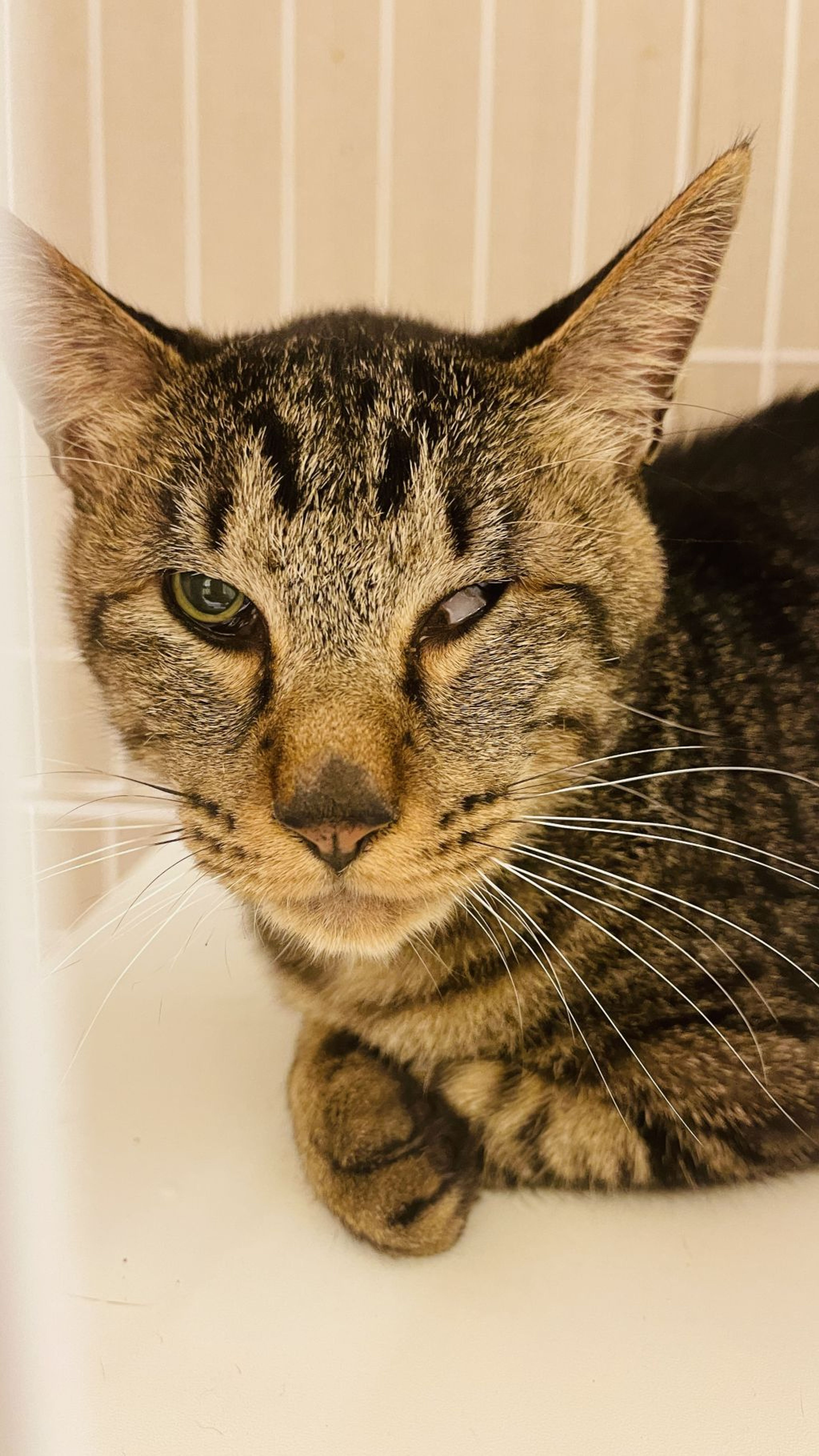 pet-image-2