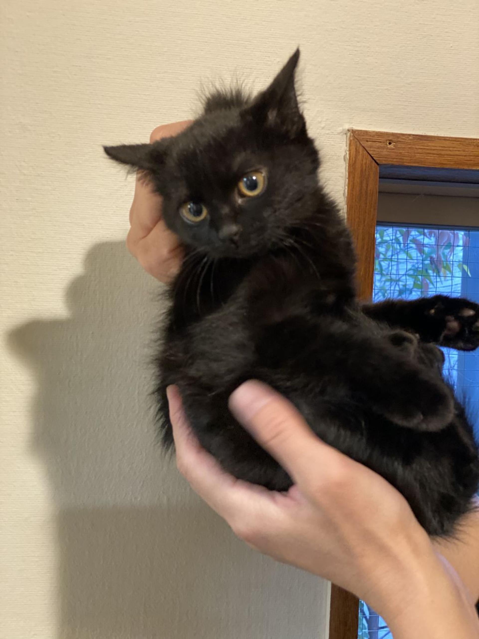 pet-image-2