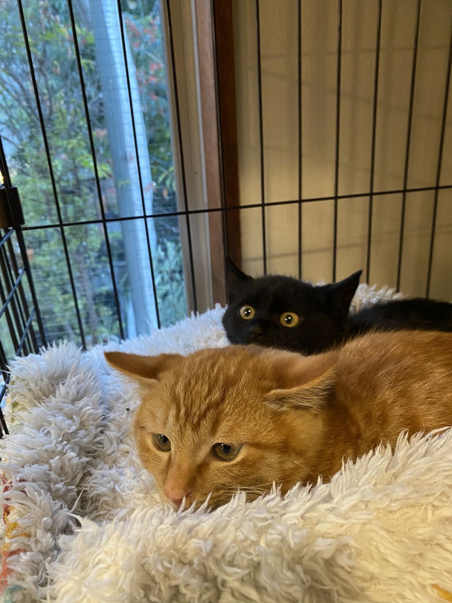 pet-image-4
