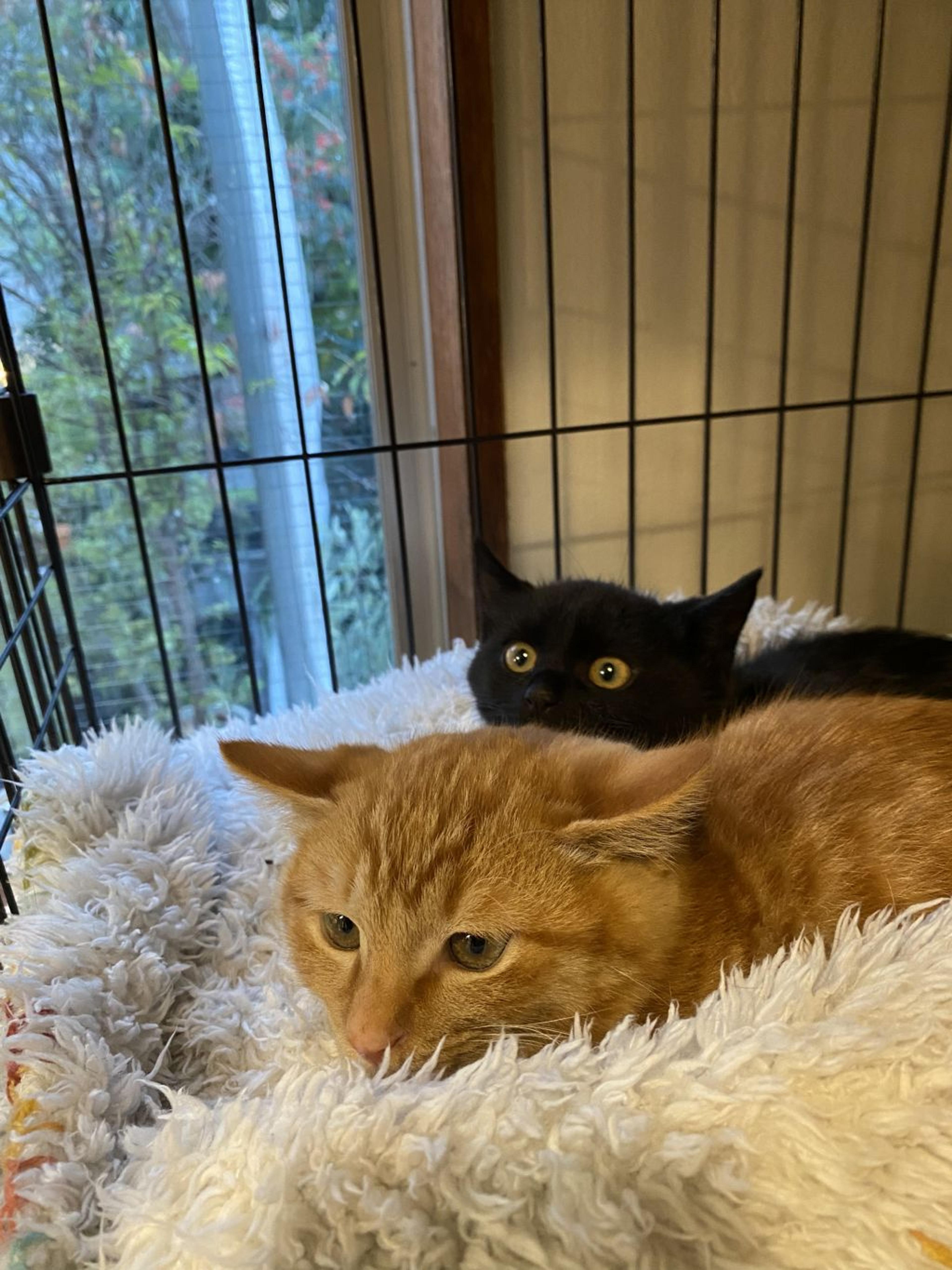 pet-image-4