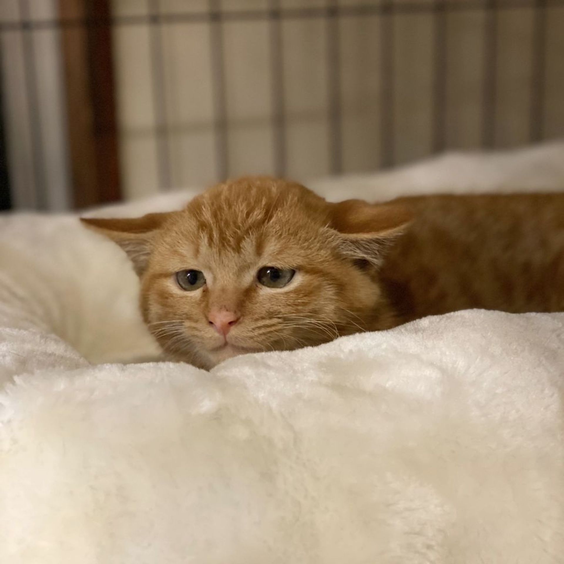 雑種（ミックス猫）・オスの里親募集の写真