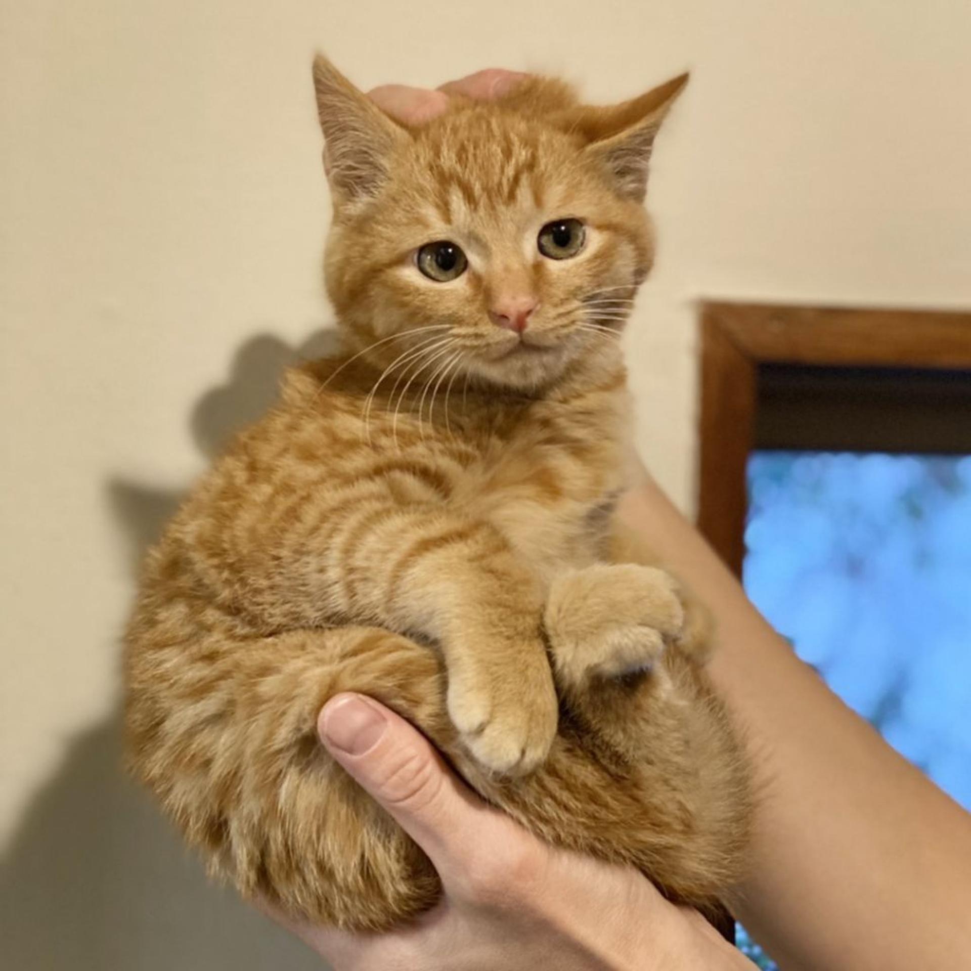 pet-image-3