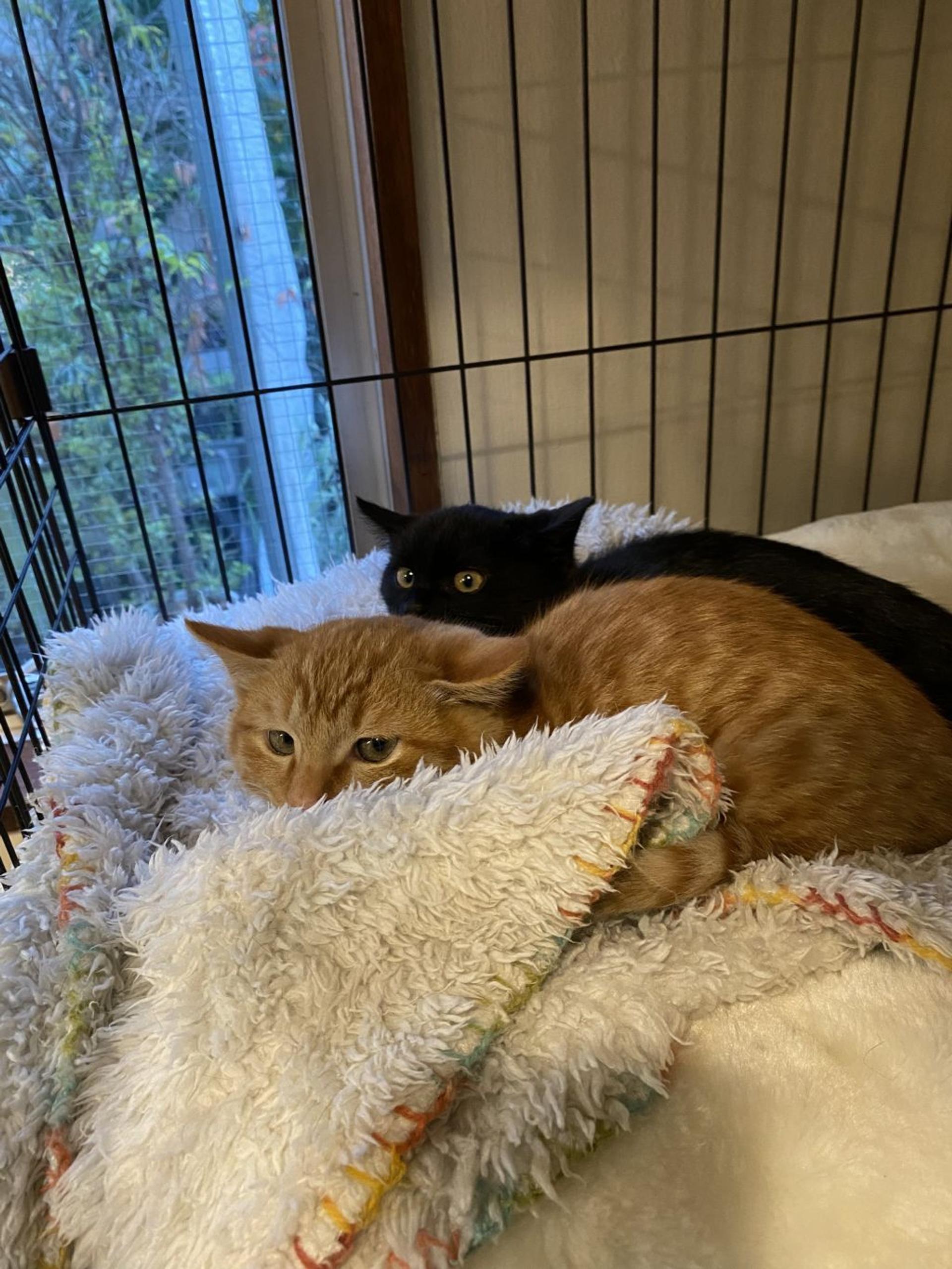 pet-image-4