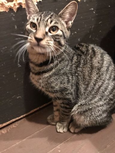 ヒジキの写真