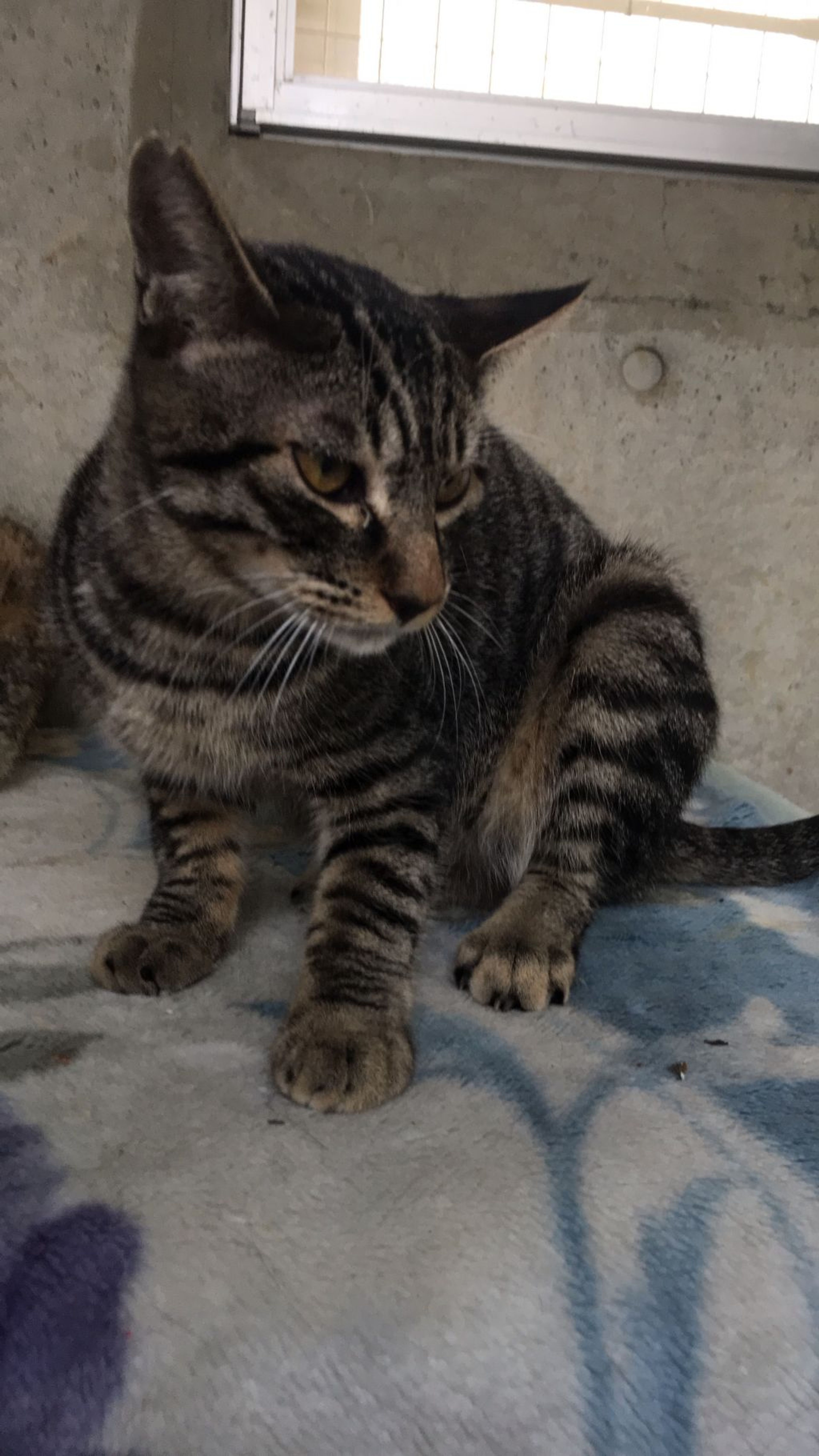 pet-image-2