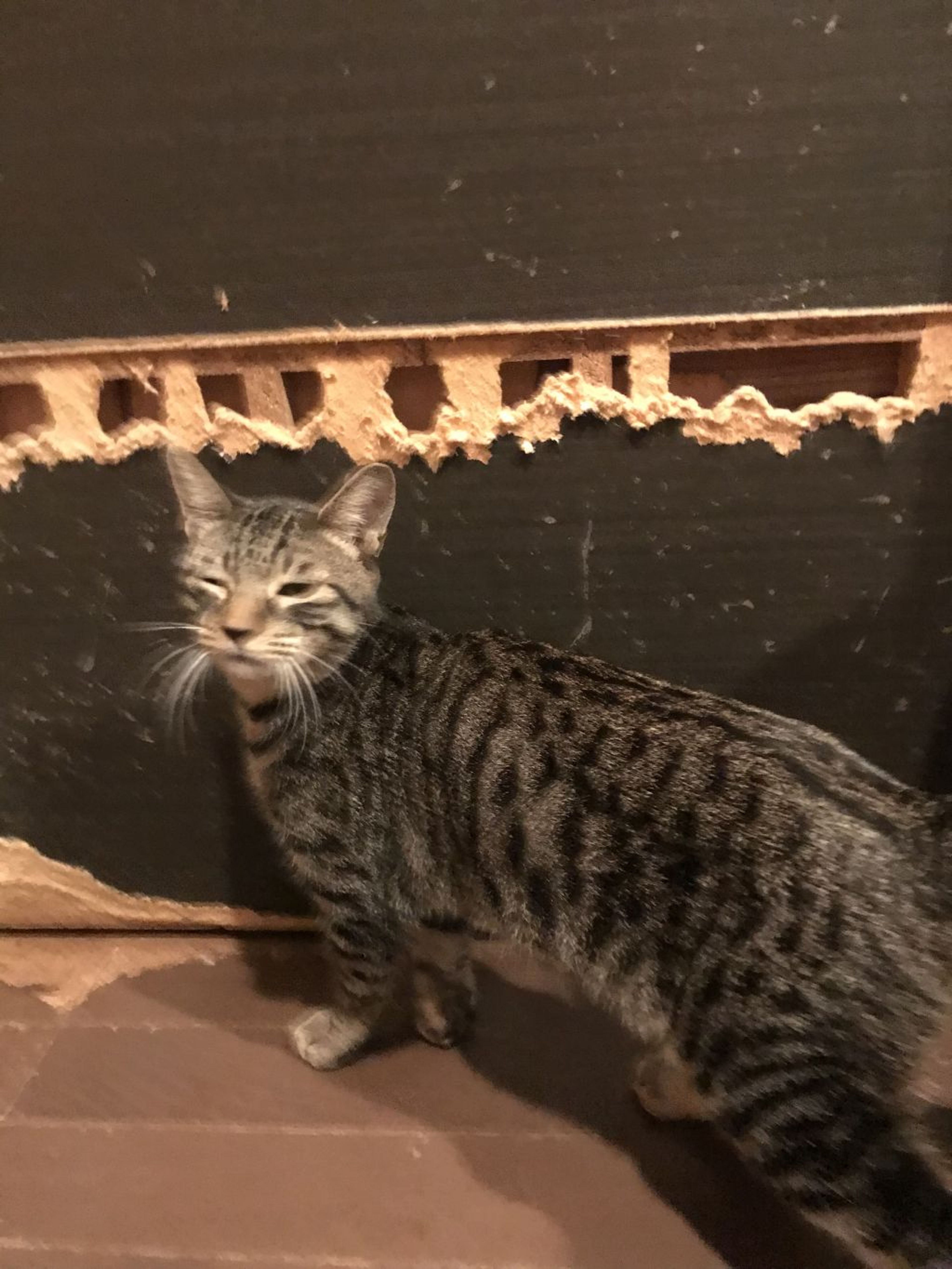 pet-image-3
